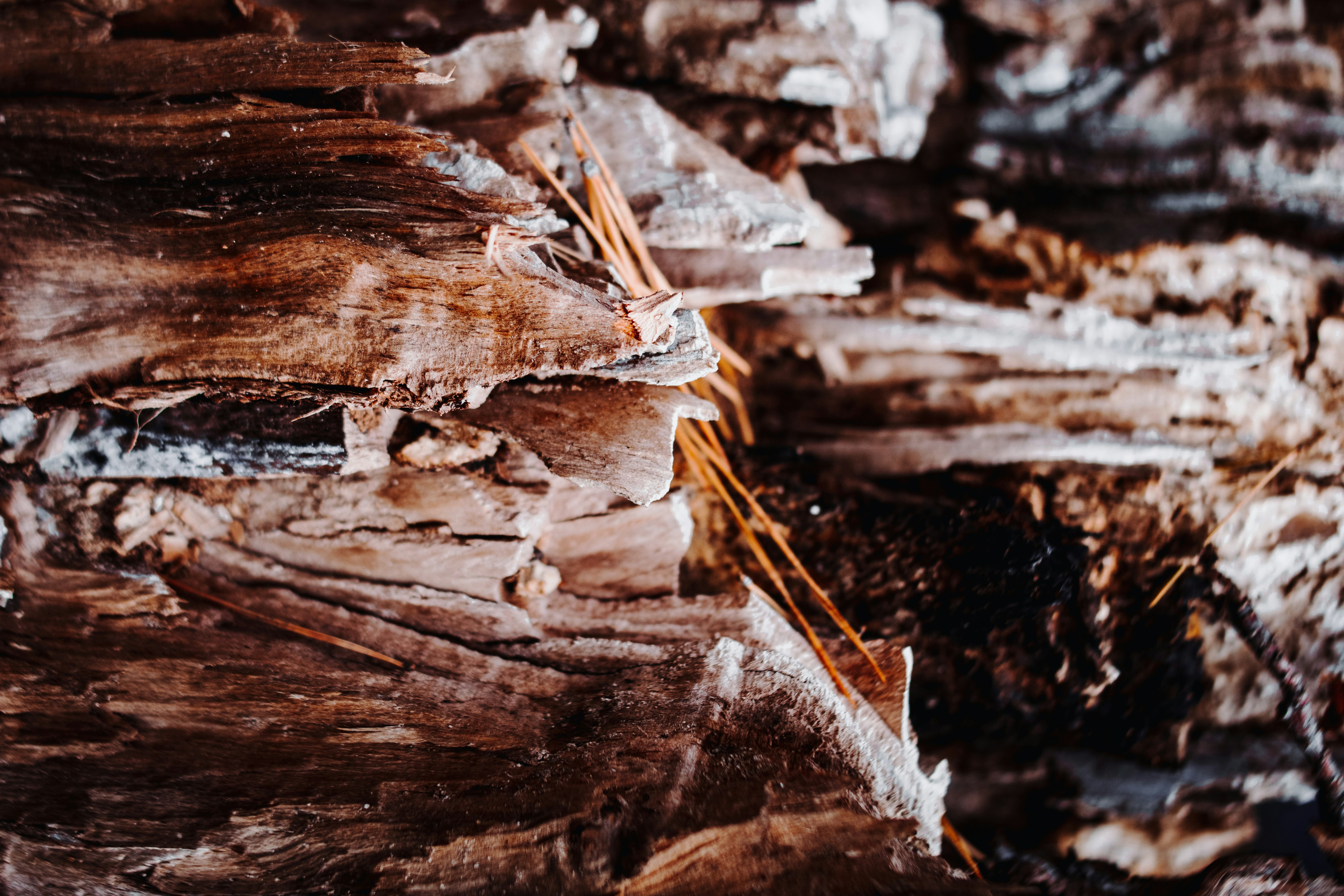 Photo by milagrachova