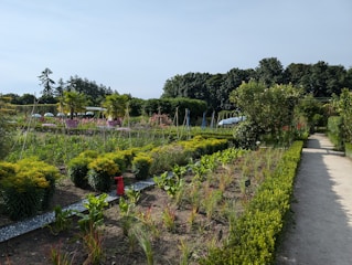 A garden filled with lots of different types of plants