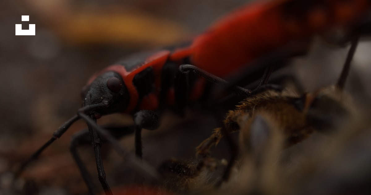 Un gros plan d’un insecte rouge et noir photo – Image gratuite de ...