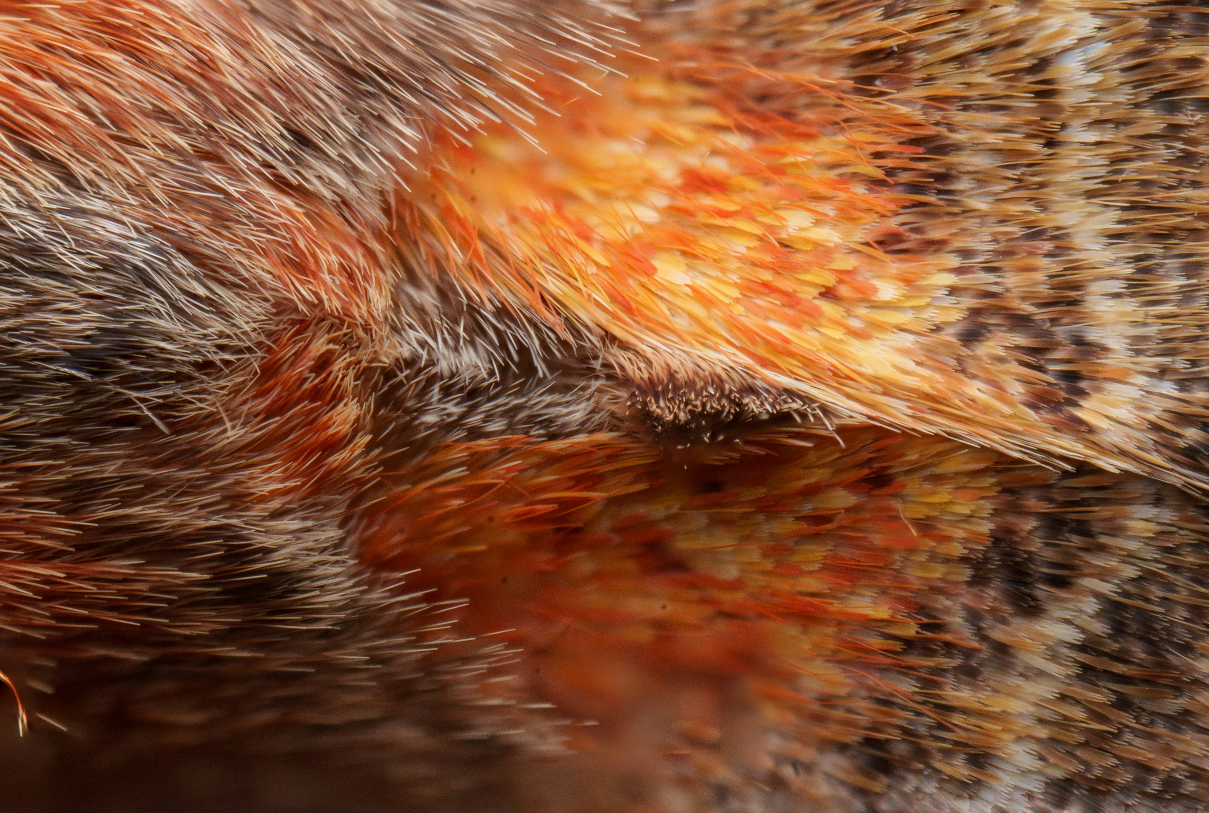Close-up of bird's fur