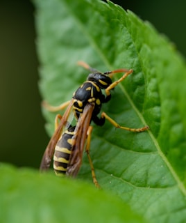 A yellow and black insect sitting on a green leaf