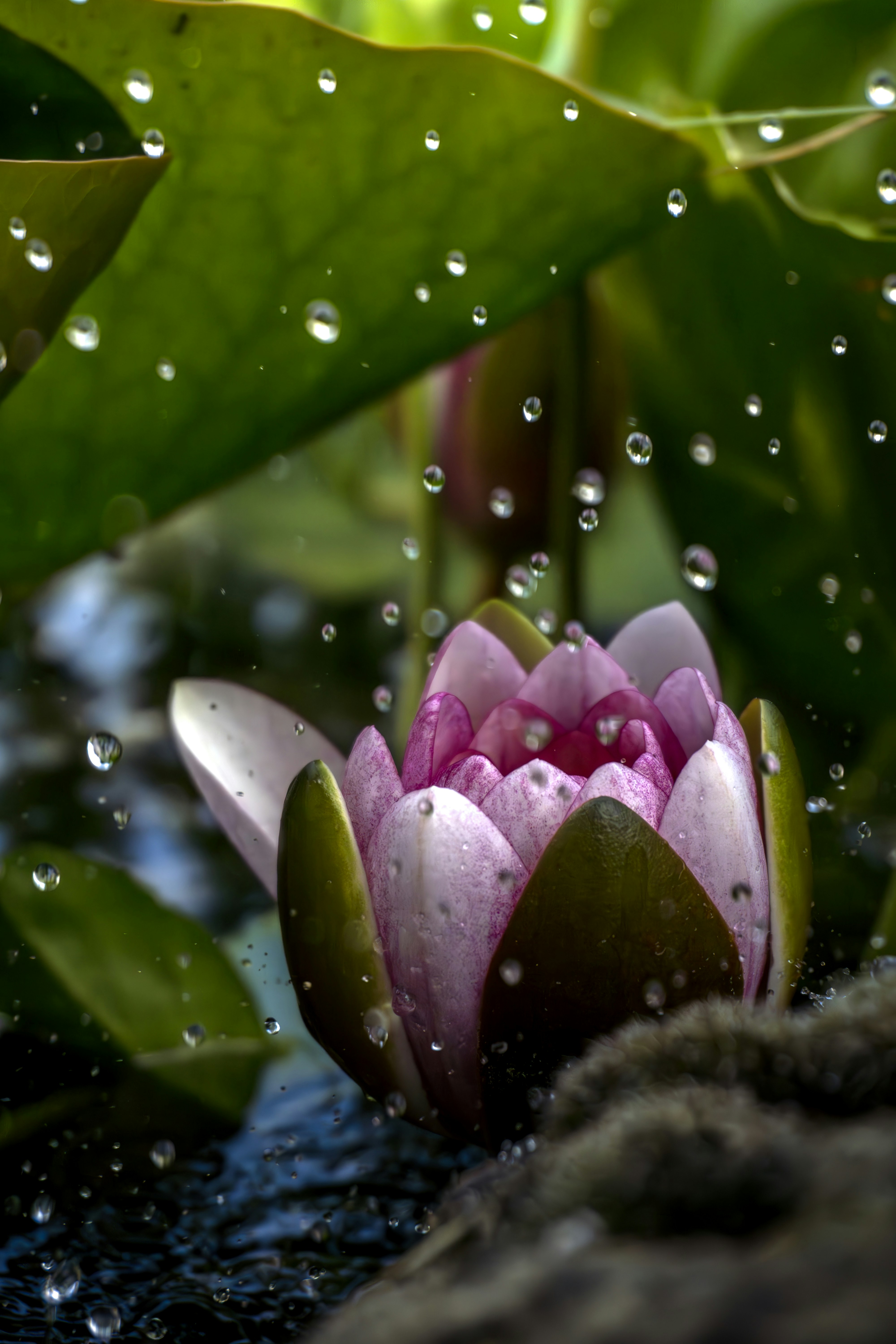 A pink water lily floating in a pond of water photo – Free Wet petals ...