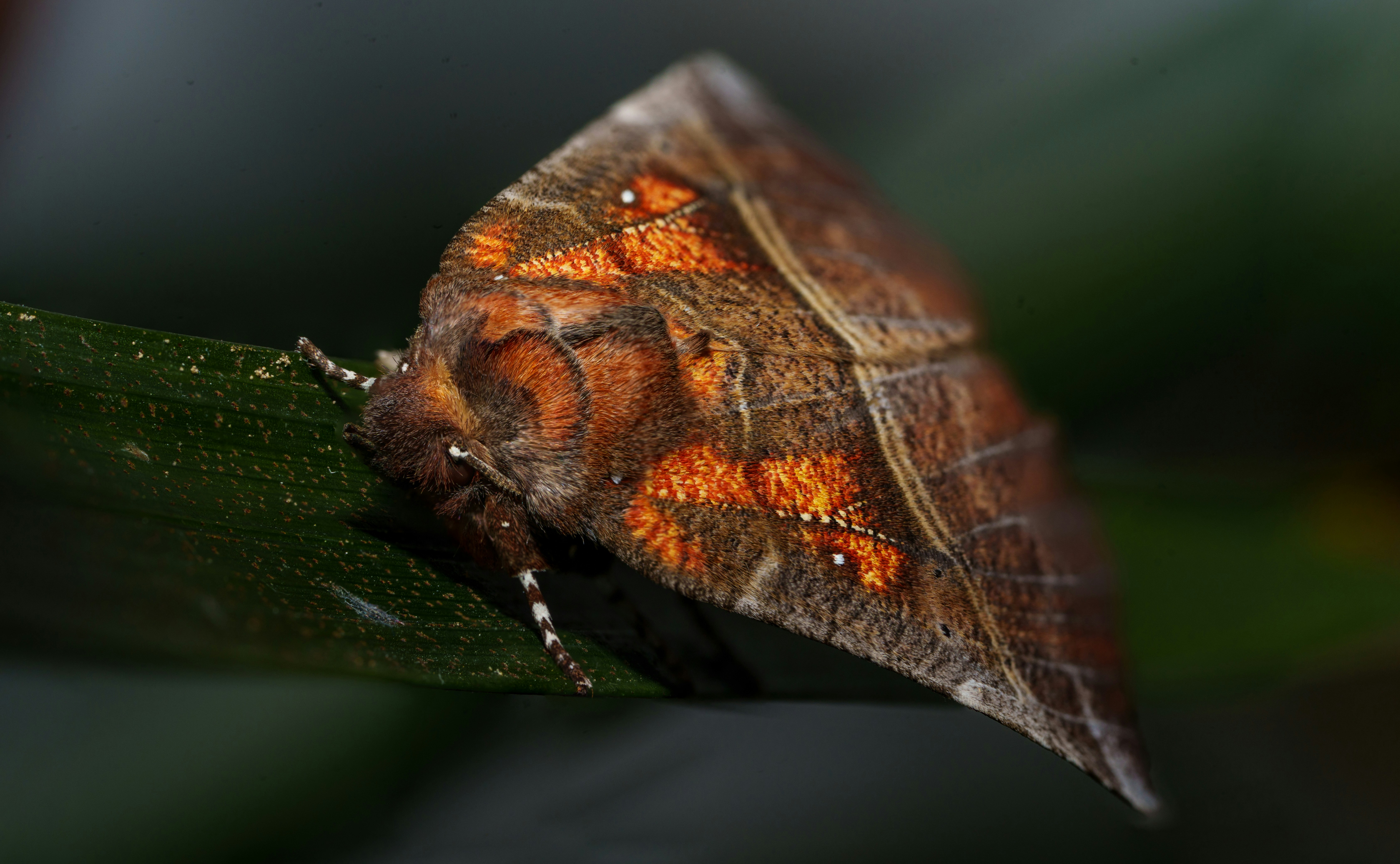 The Enduring Legacy of a Single Moth (image credits: unsplash)