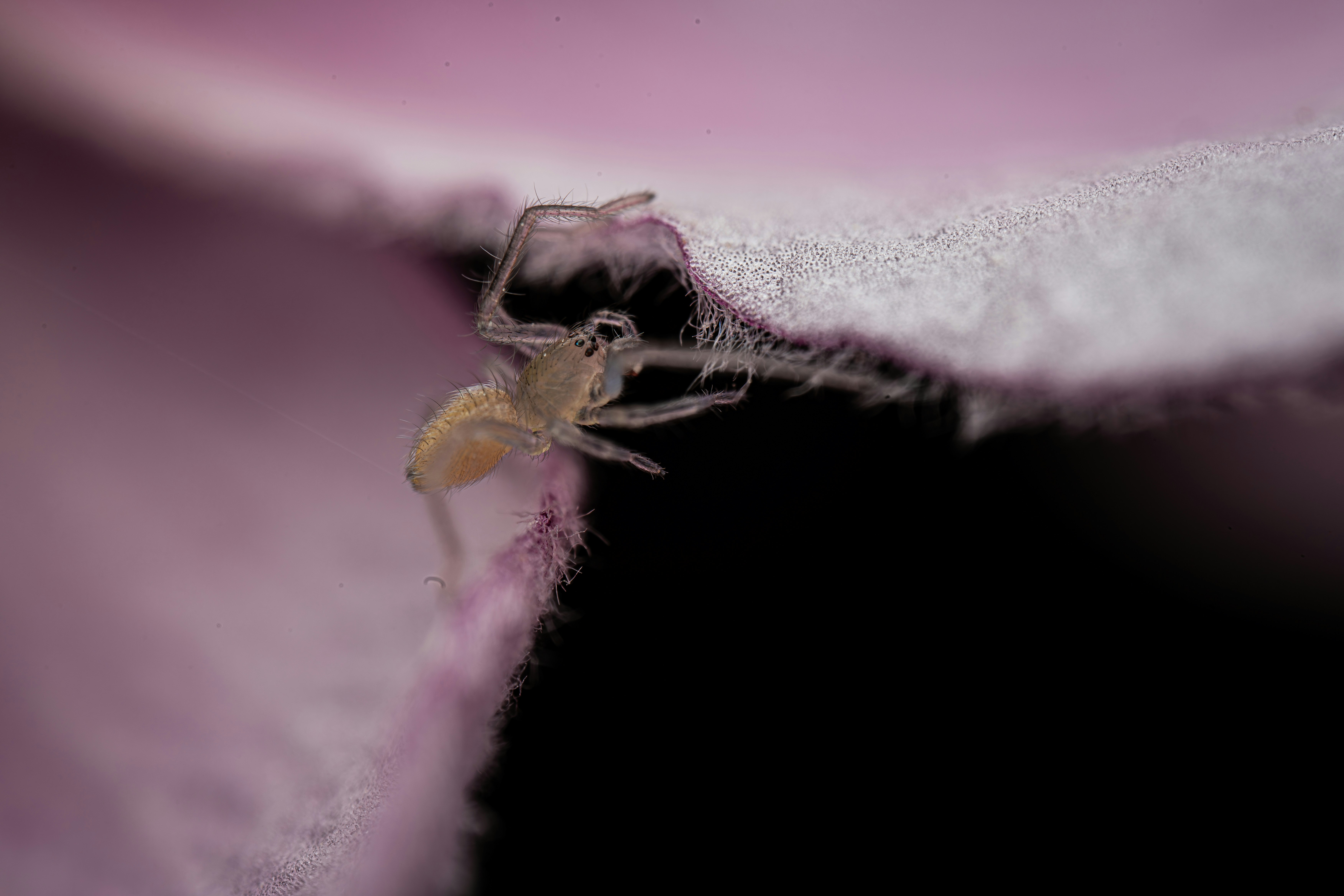 A close up of a spider on a flower