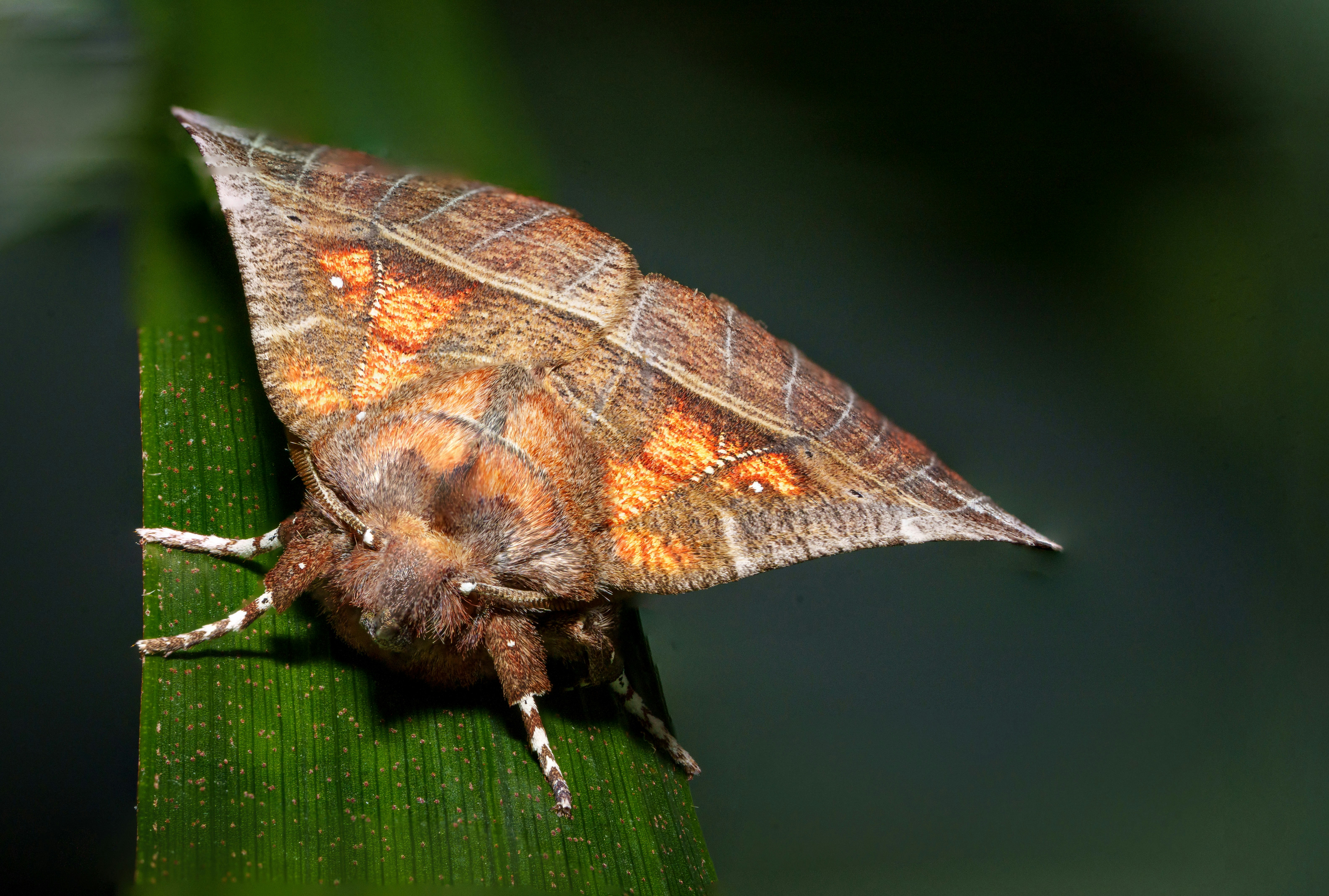 6. Dead Leaf Mantis (image credits: unsplash)