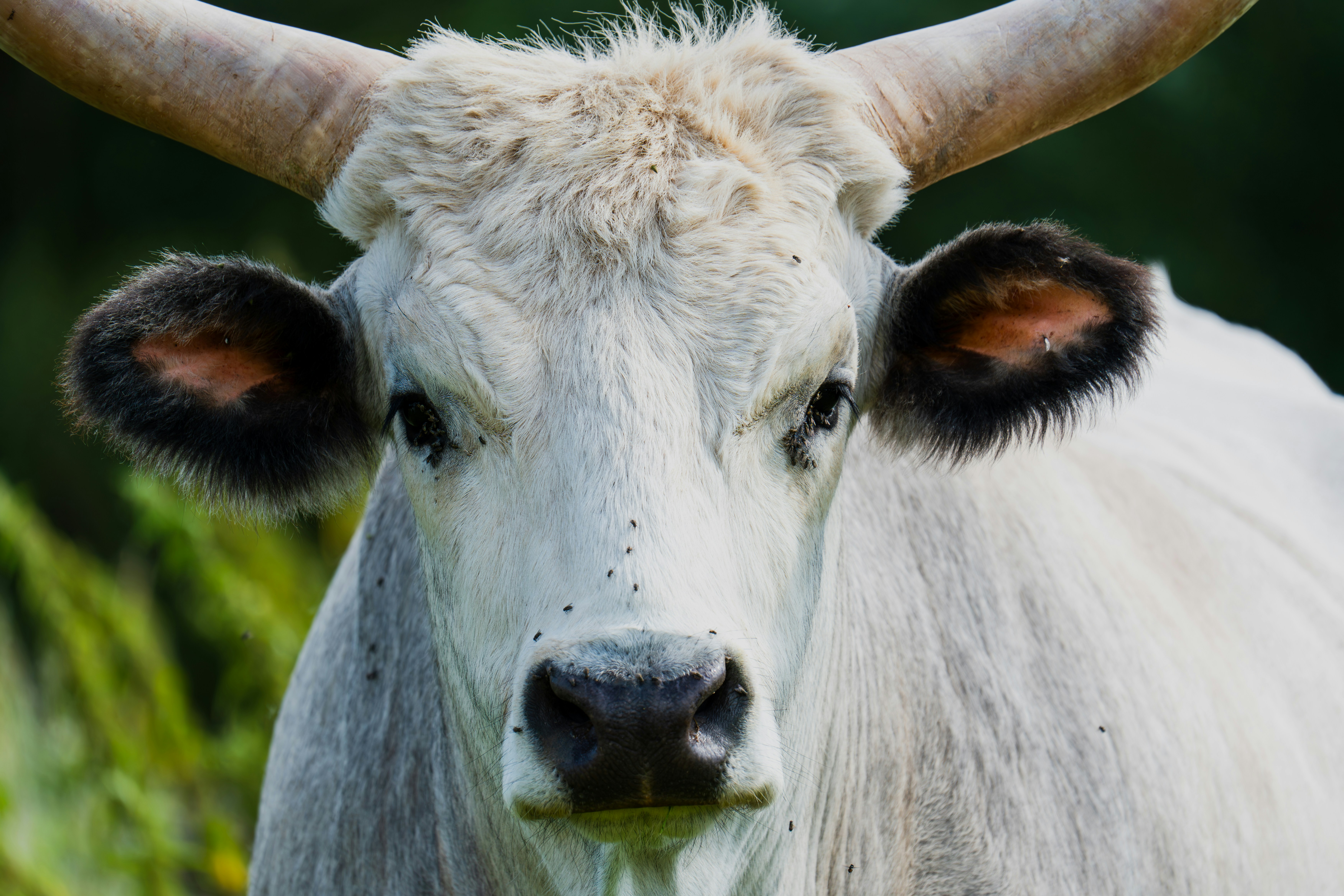 A white cow with large horns standing in a field