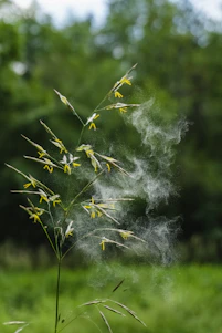 A plant with white smoke coming out of it