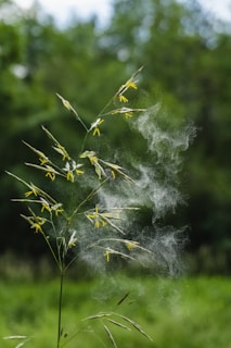 A plant with white smoke coming out of it