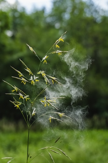 A plant with white smoke coming out of it