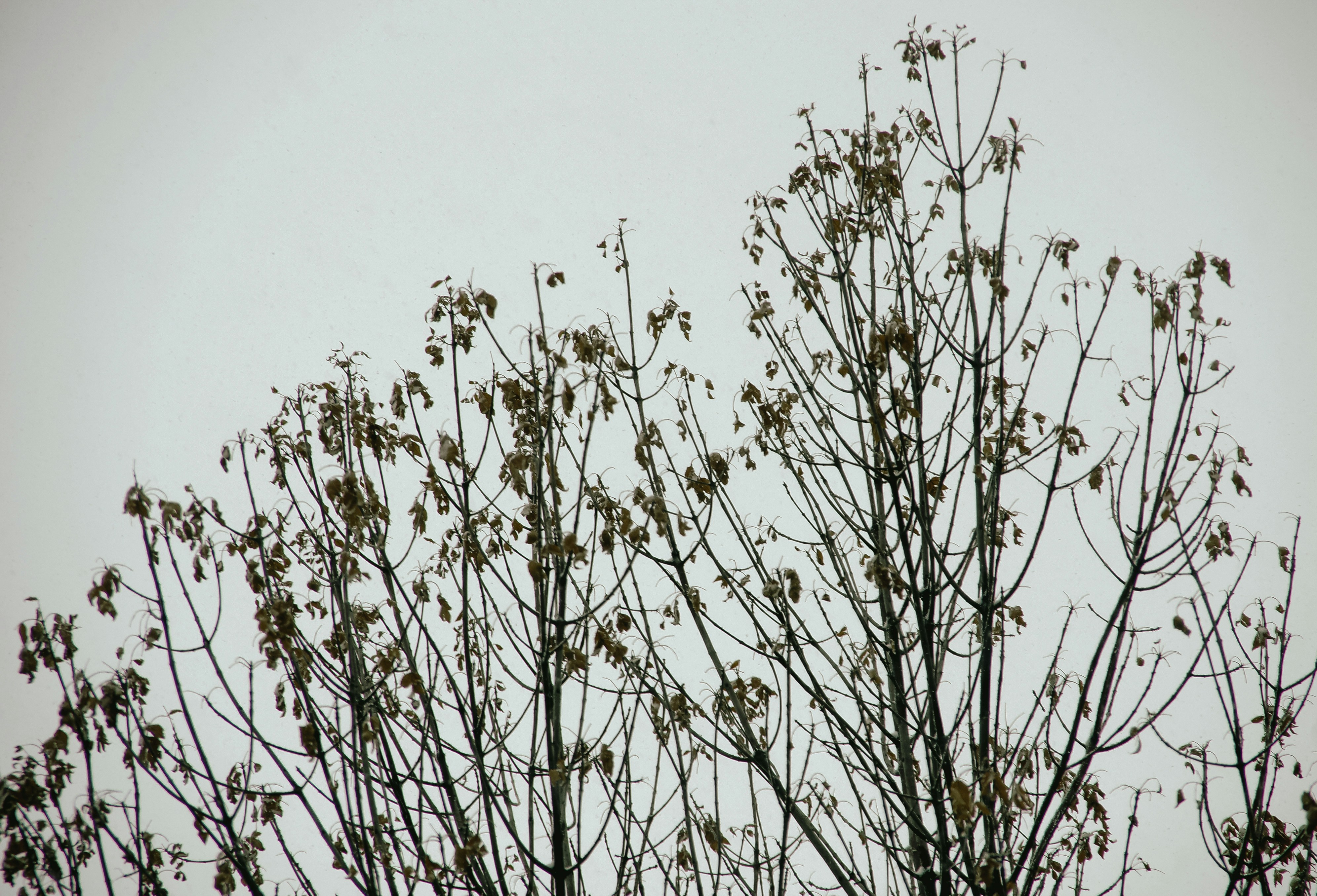 A bird sitting on top of a tree branch