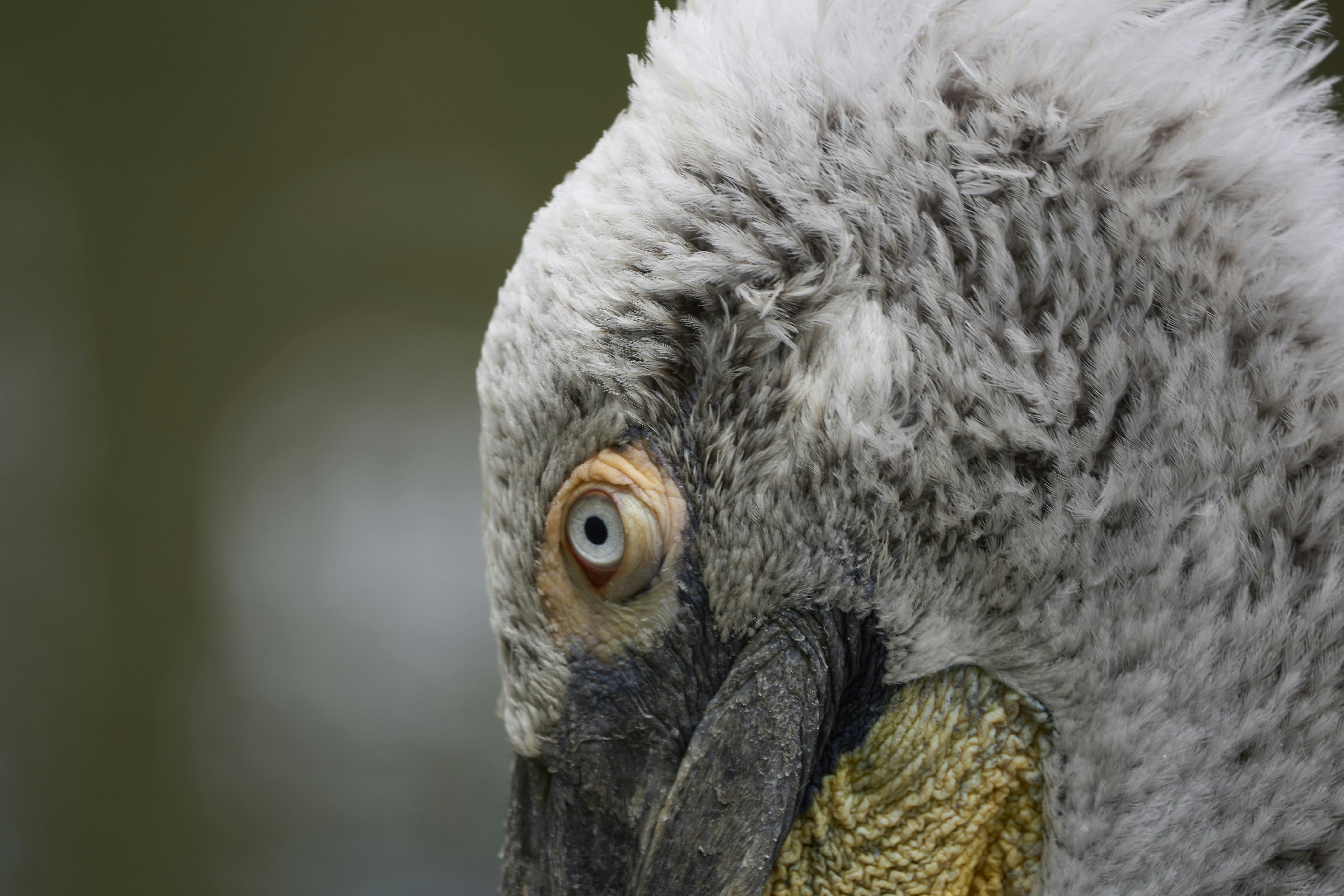 Photo by wolfgang_hasselmann