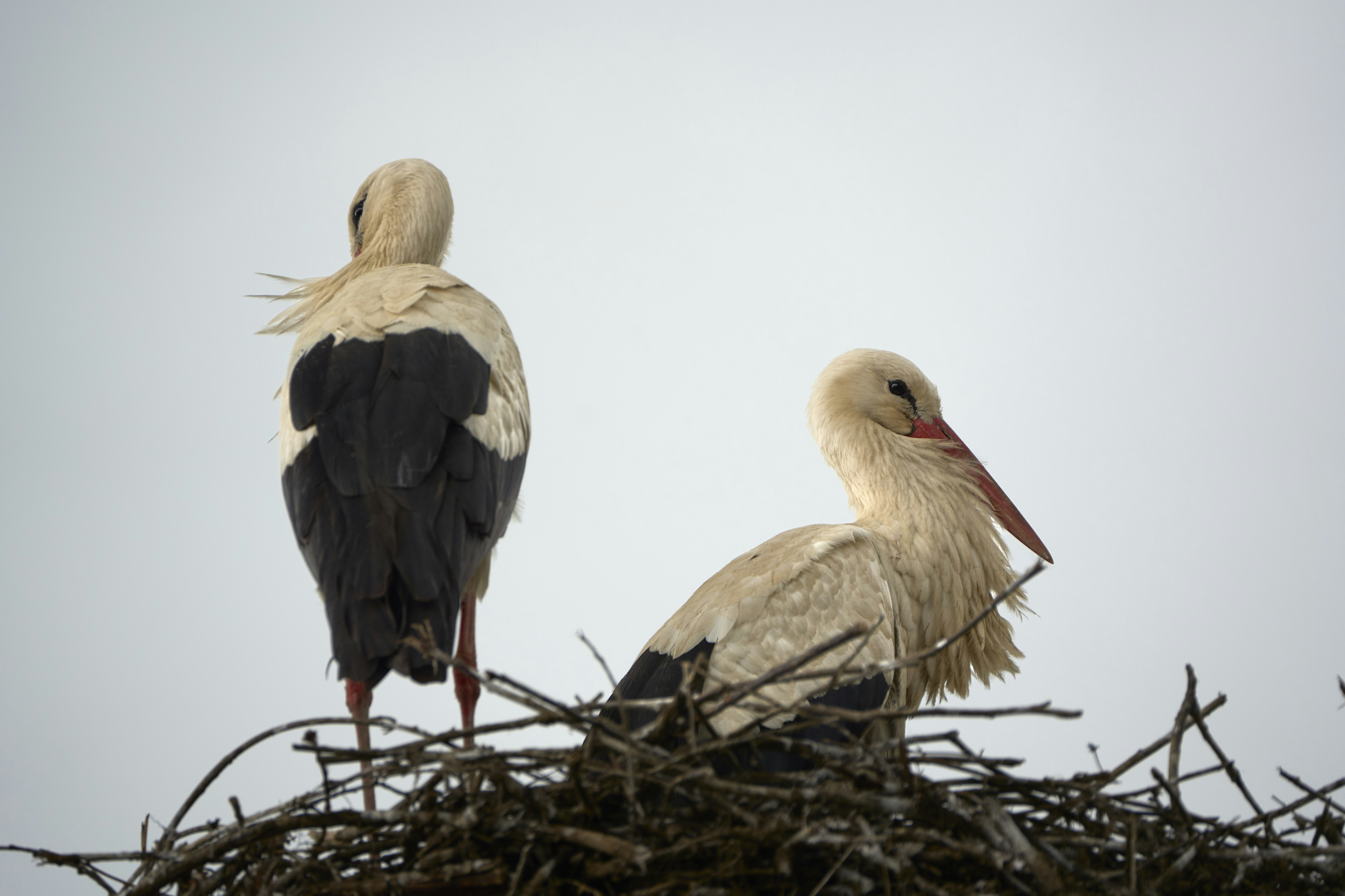 Photo by wolfgang_hasselmann