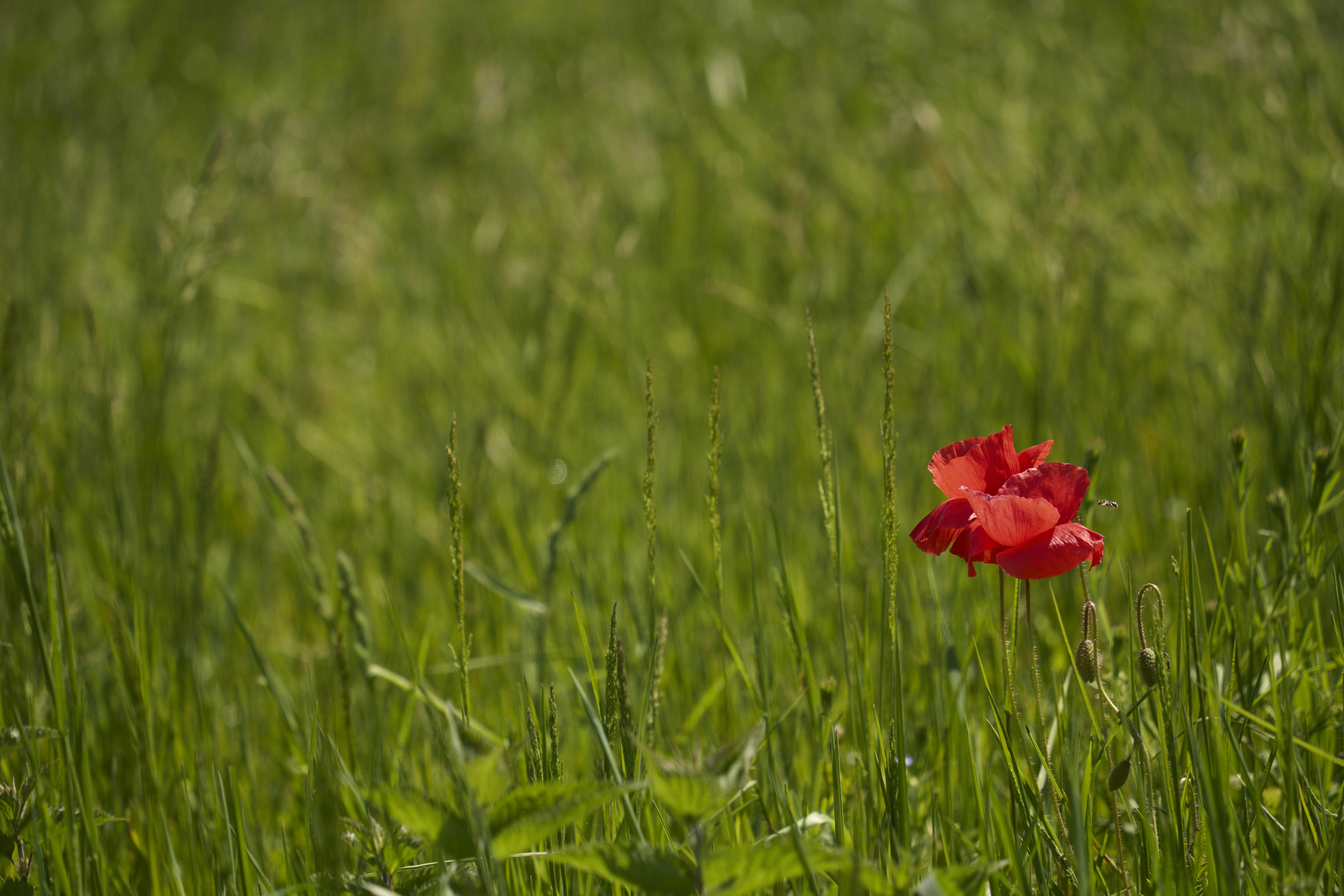 Photo by wolfgang_hasselmann