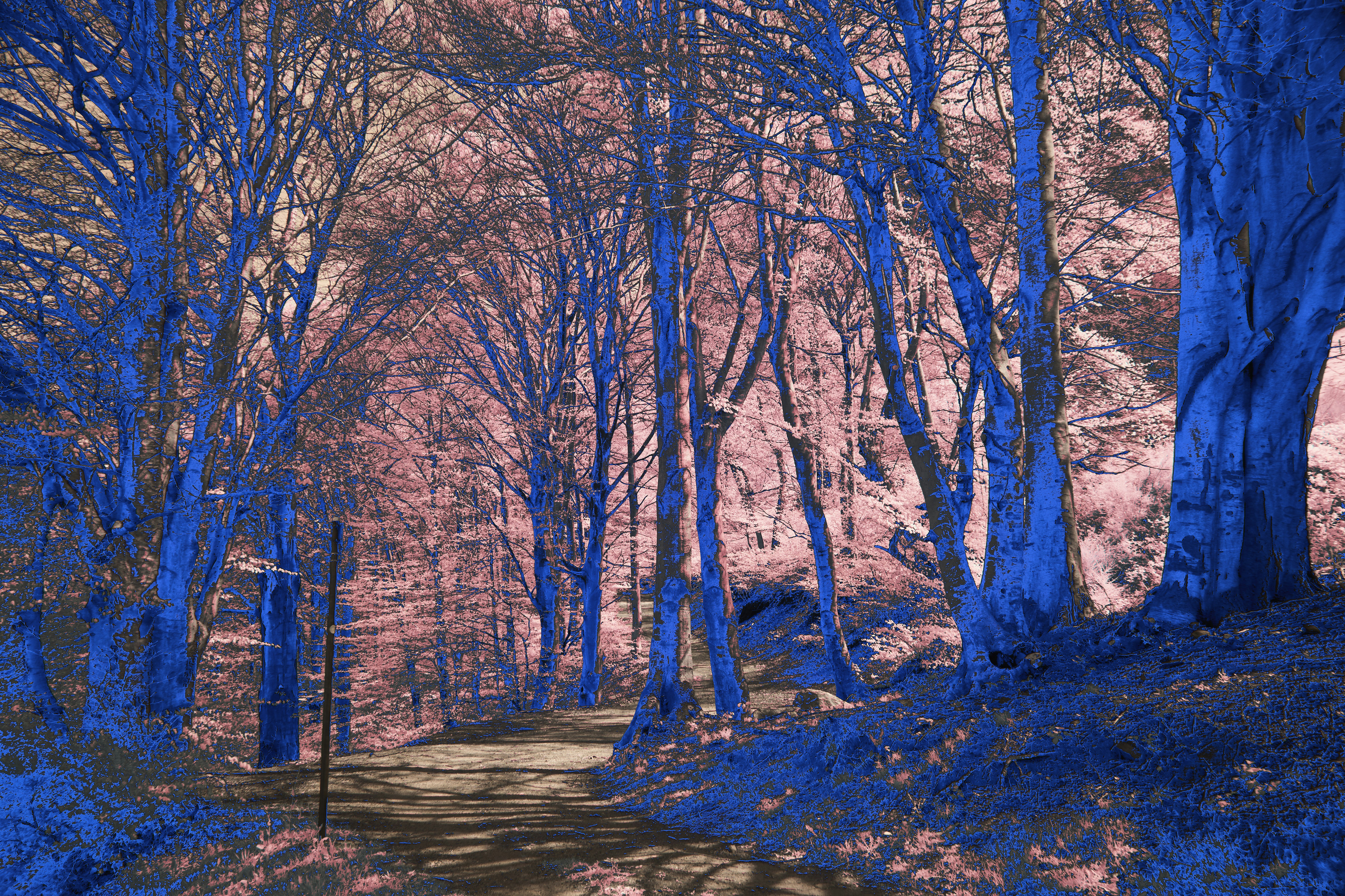 Photo by wolfgang_hasselmann