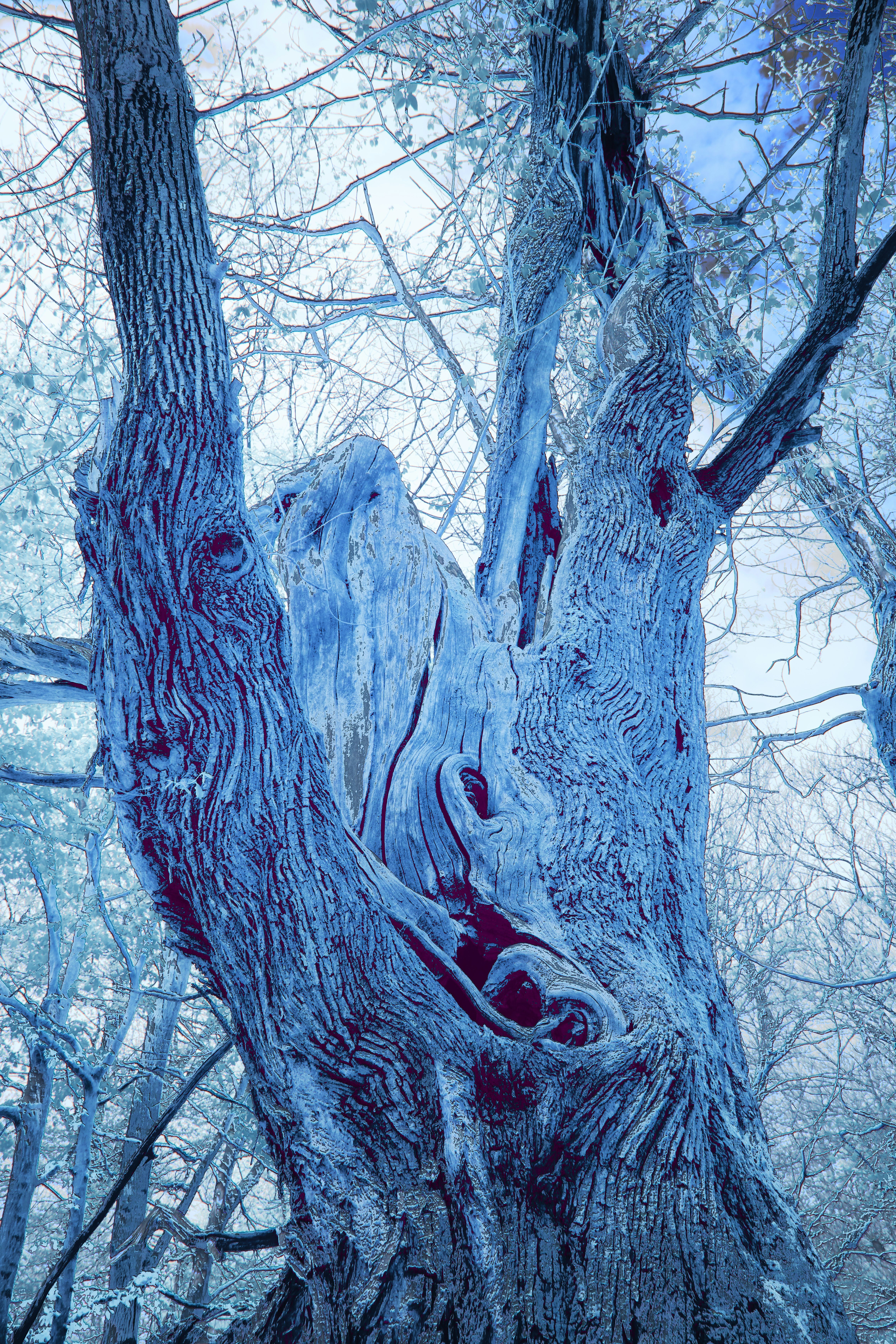 A very large tree with a very strange face on it's trunk photo – Free ...