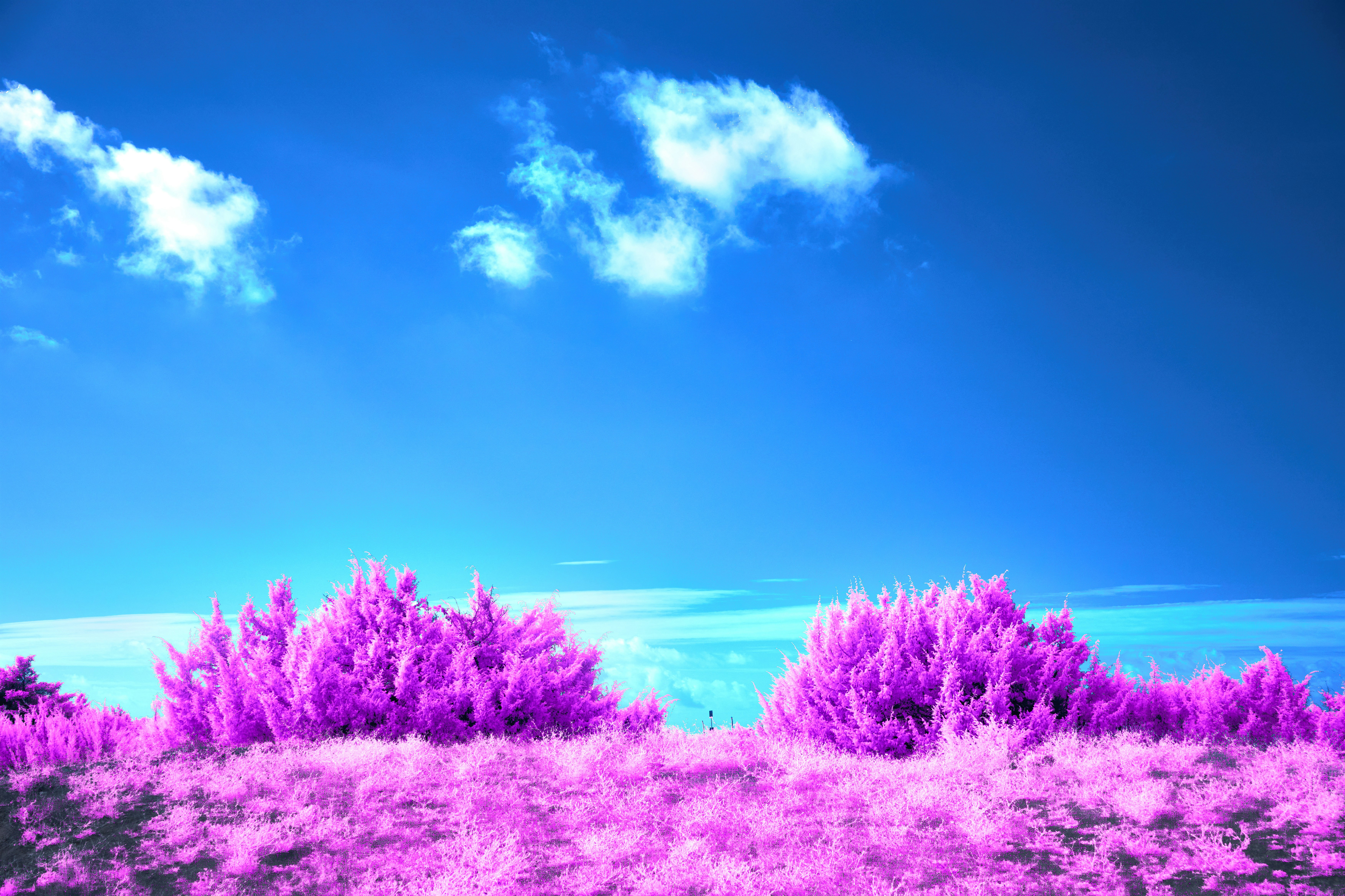 Photo by wolfgang_hasselmann