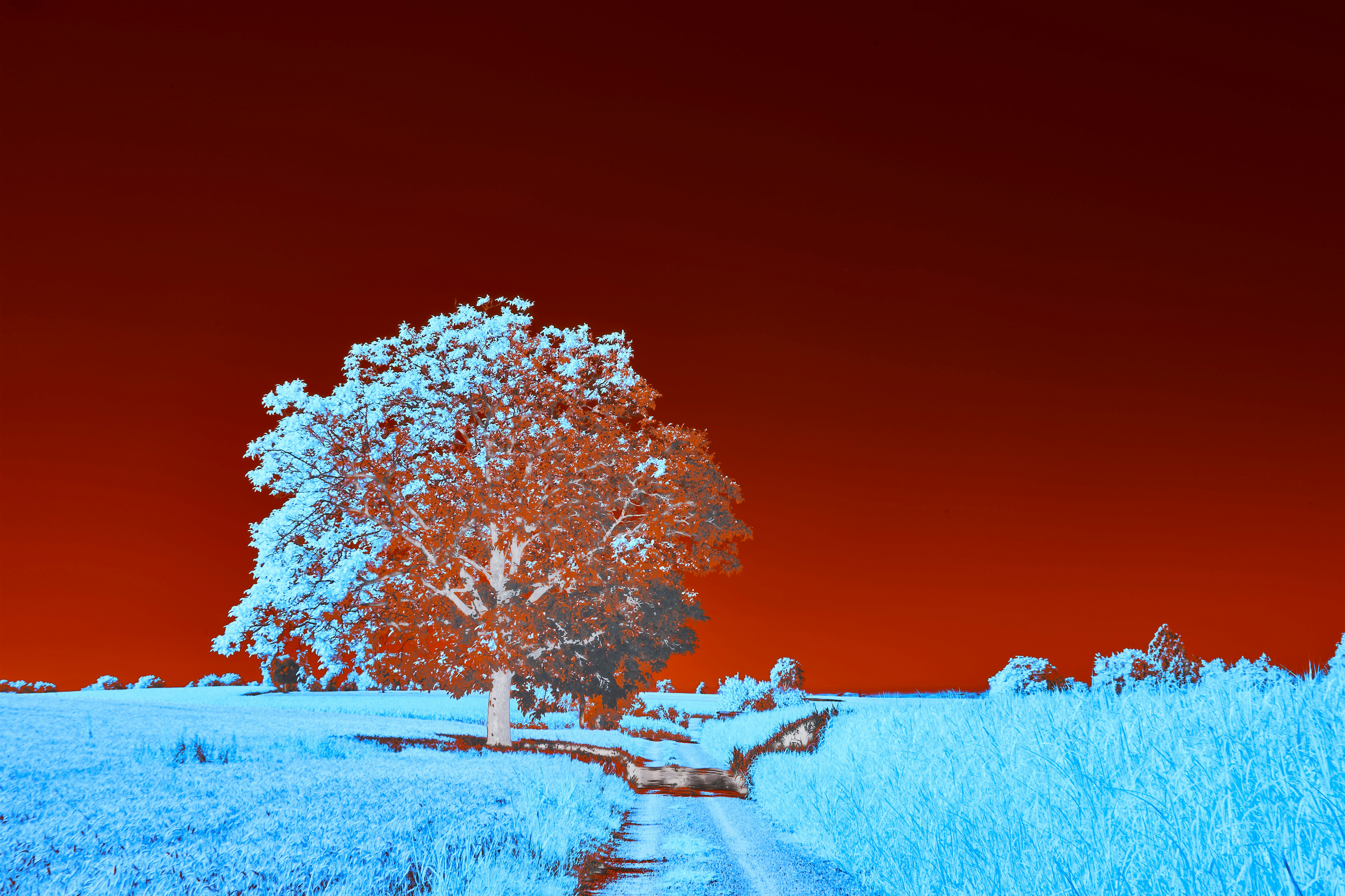 Photo by wolfgang_hasselmann