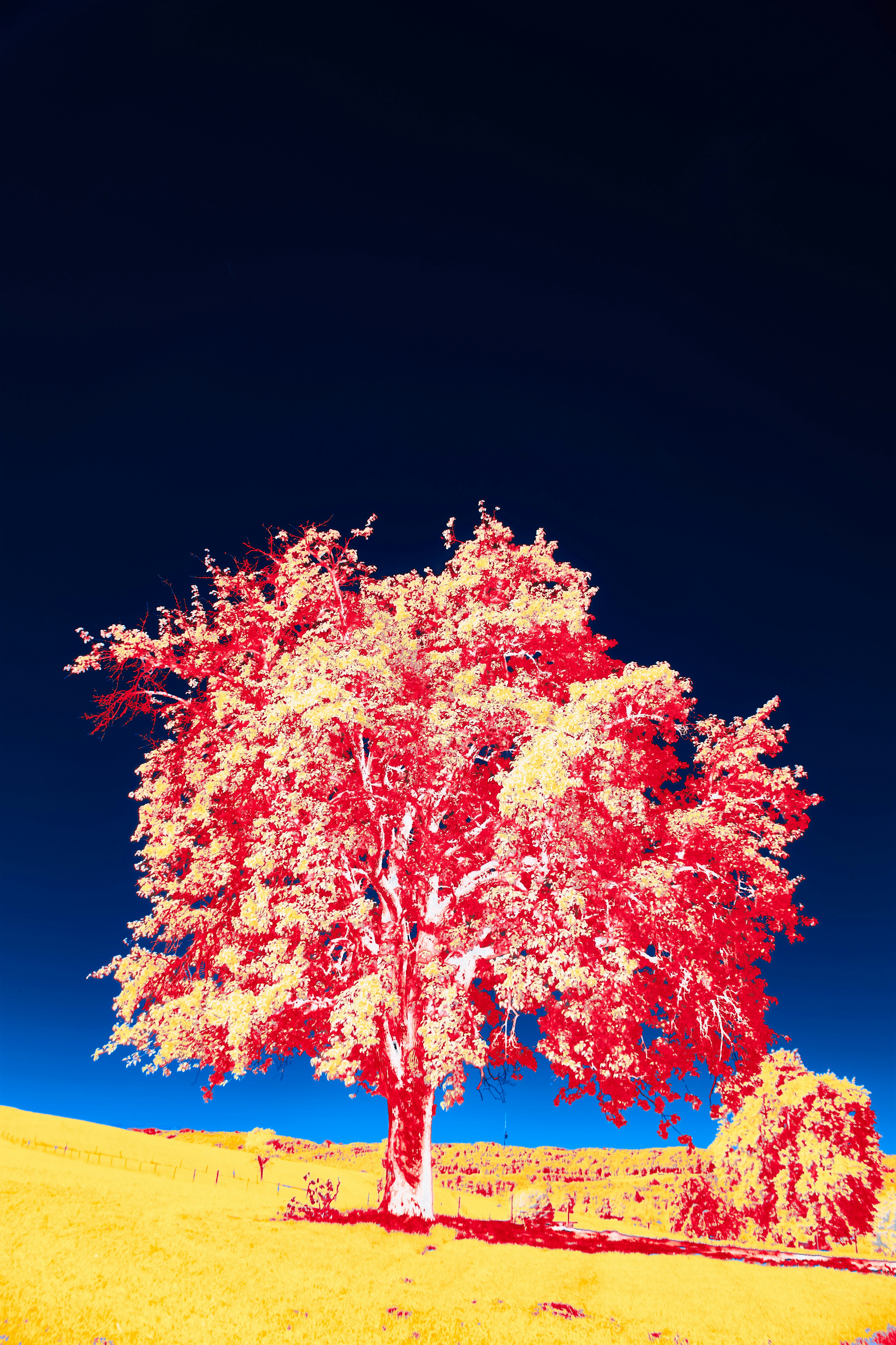 Photo by wolfgang_hasselmann