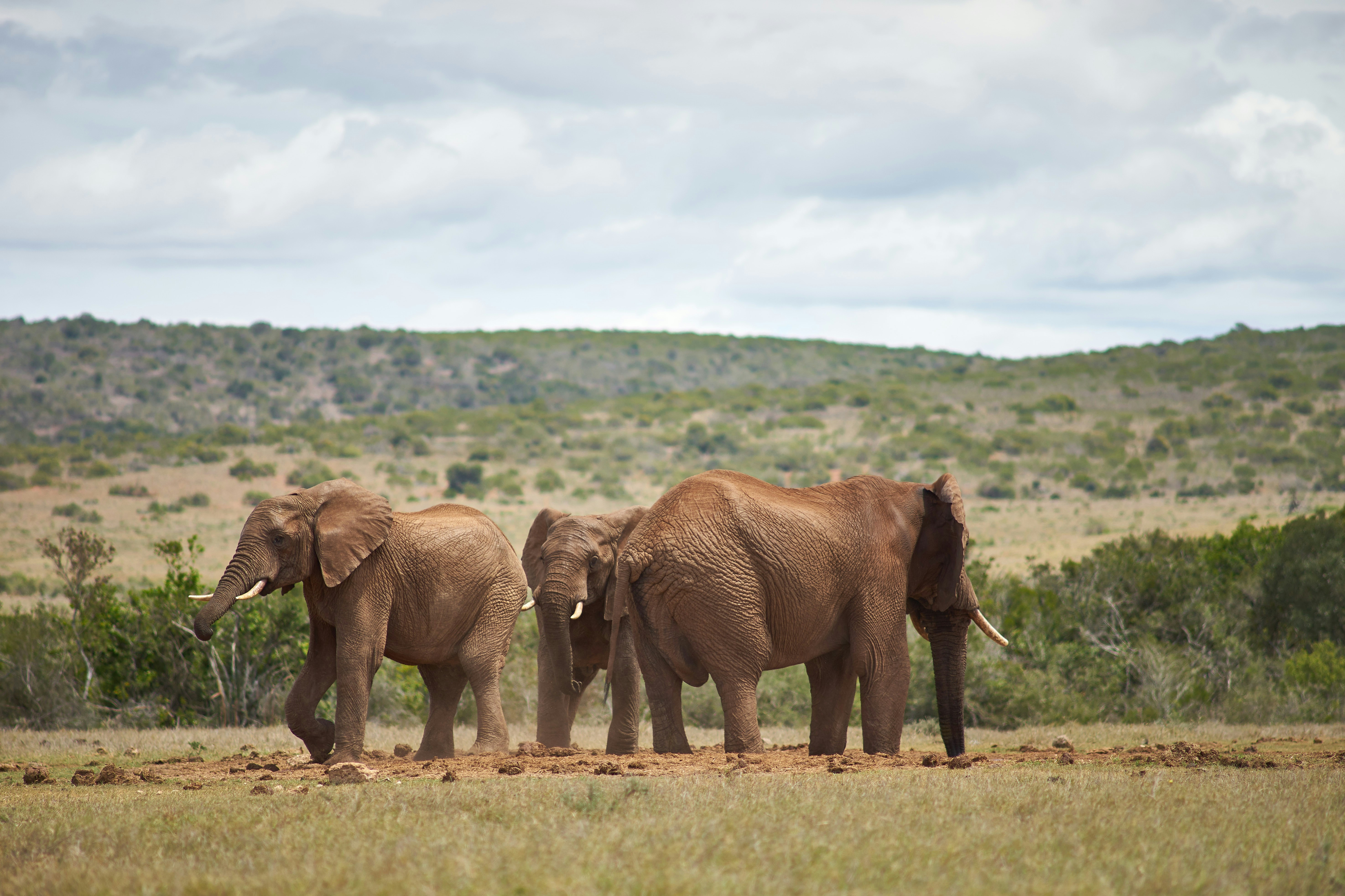 Photo by wolfgang_hasselmann