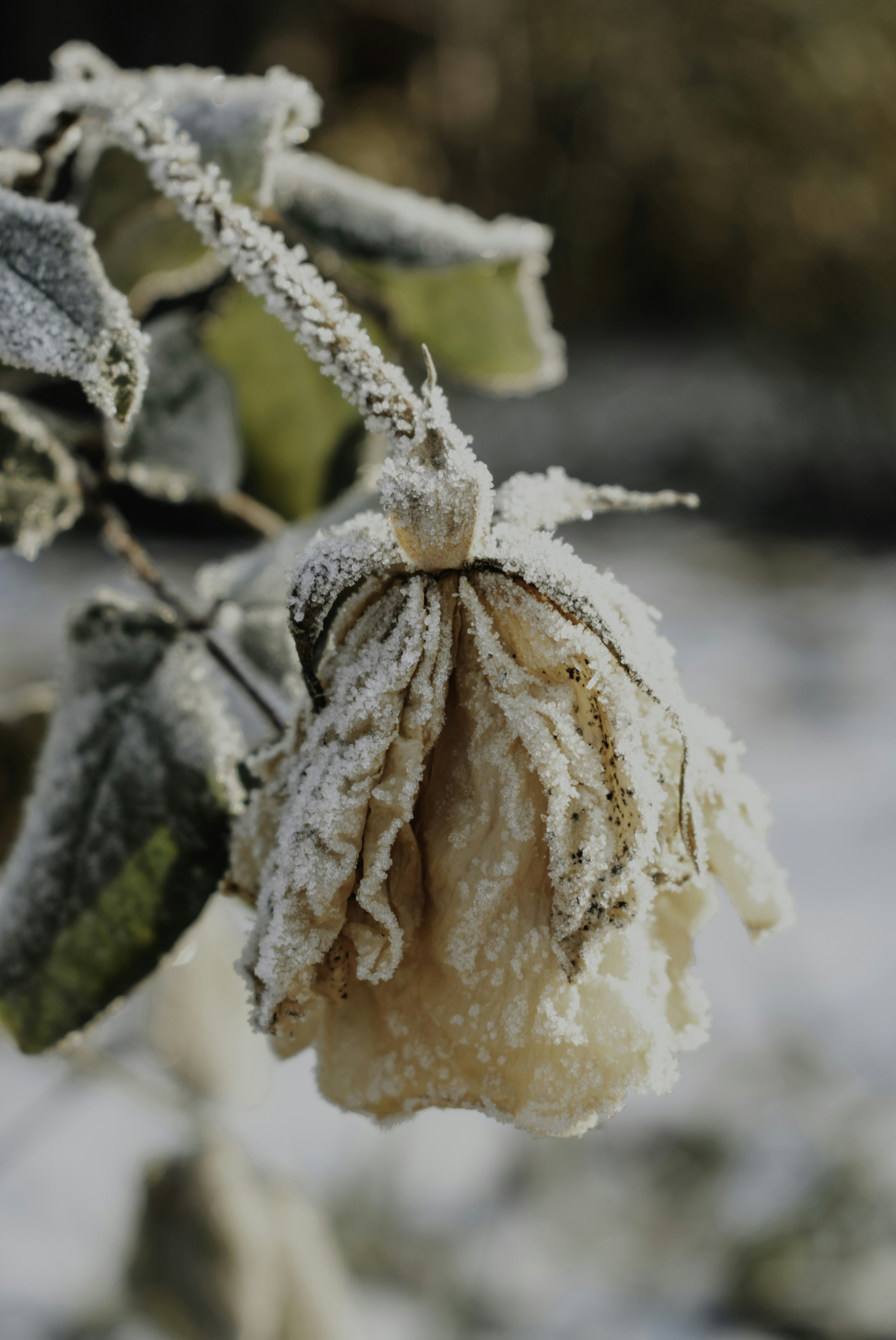 A frozen flower bud on a tree branch