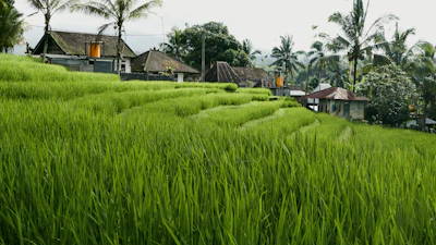 A lush green field with houses in the background