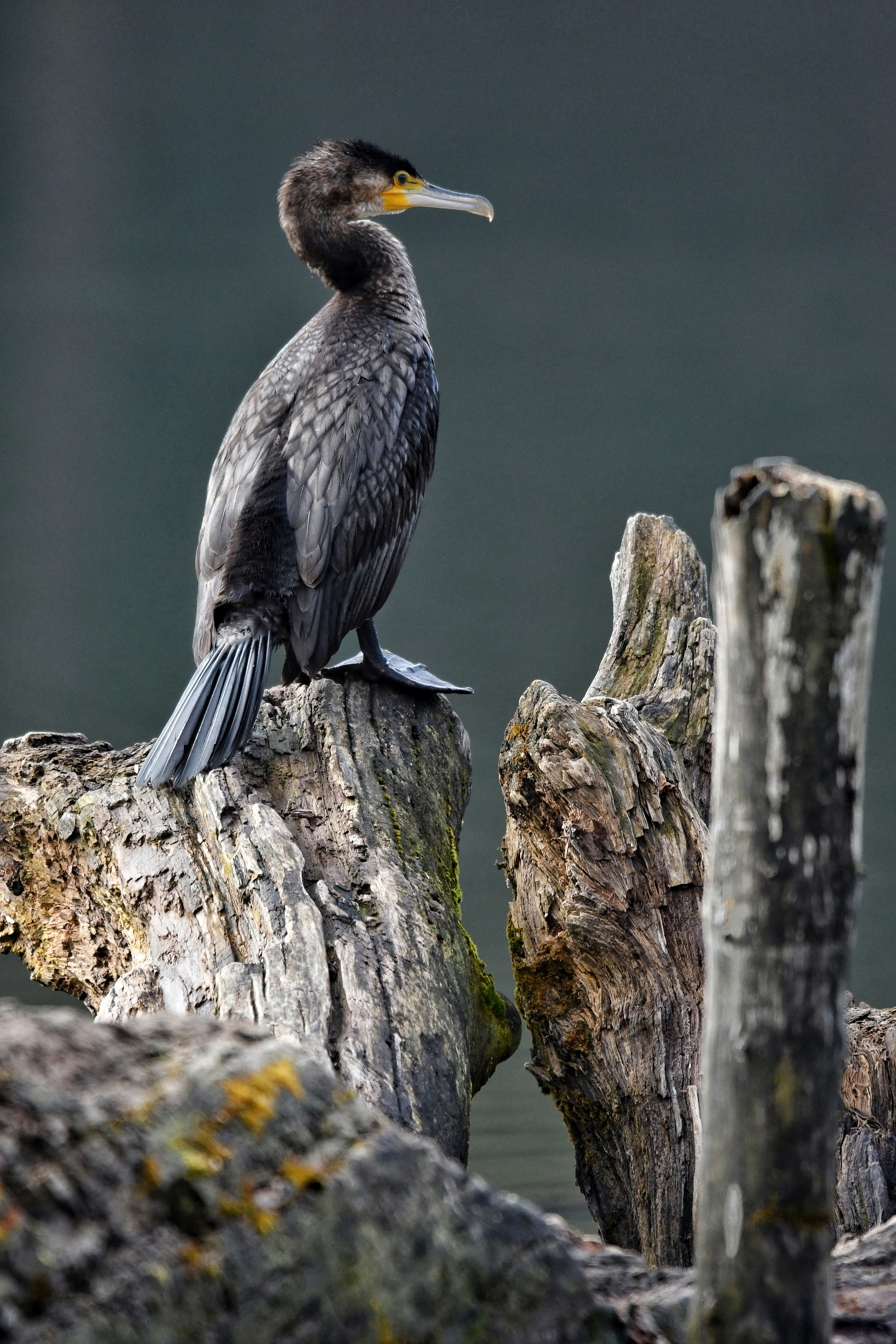 Photo by pedrino5_official