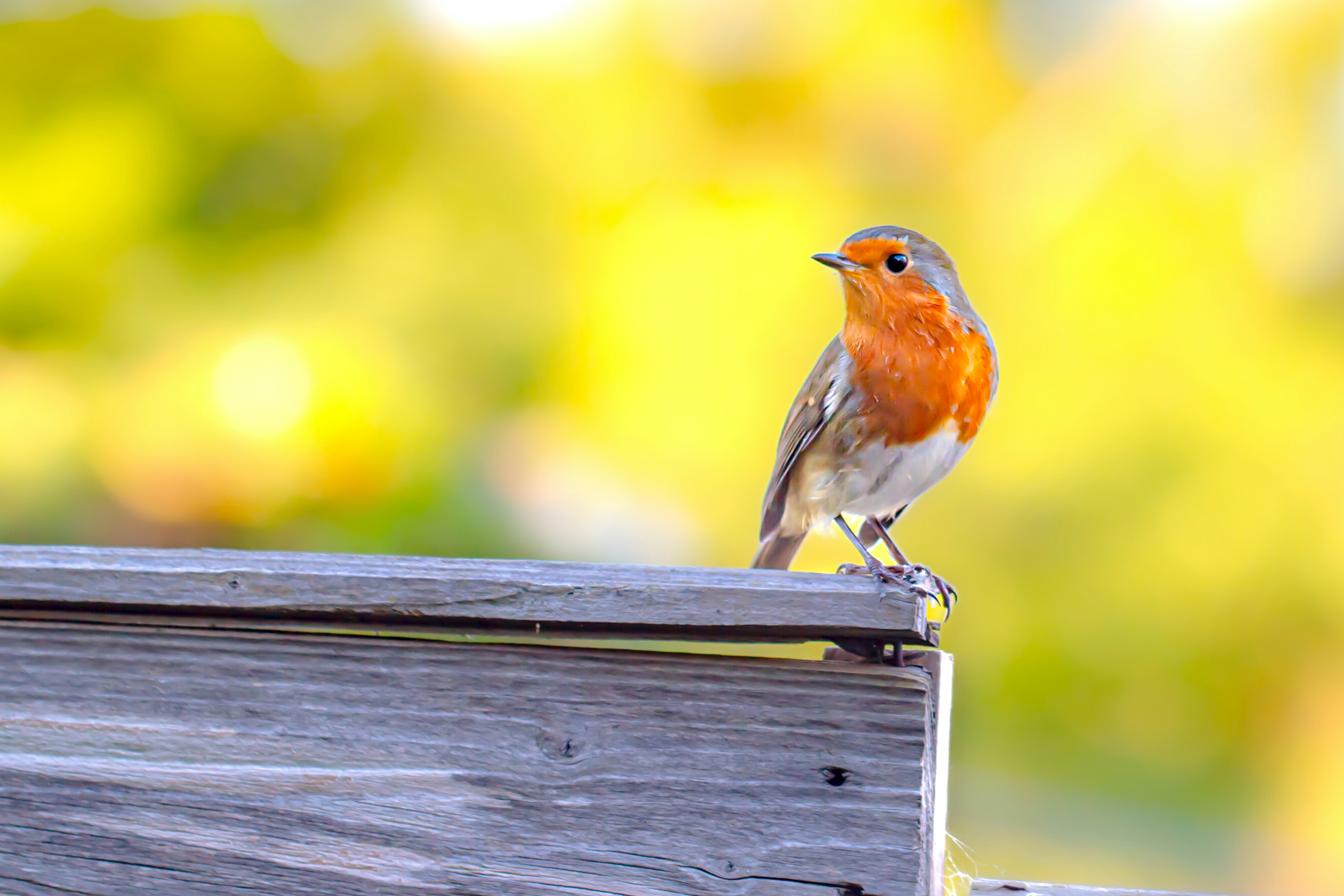 Photo by abushihabmarey