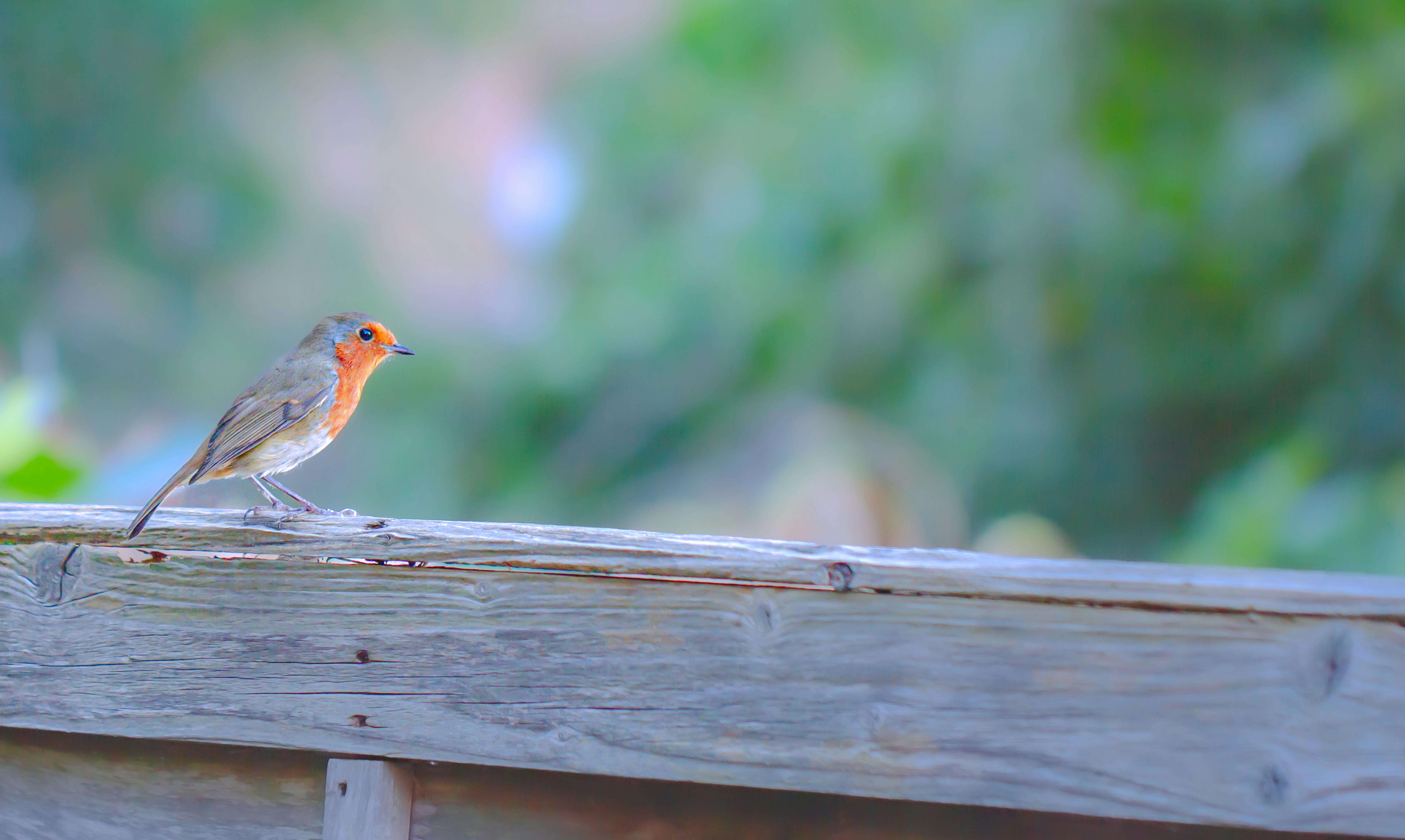 Photo by abushihabmarey