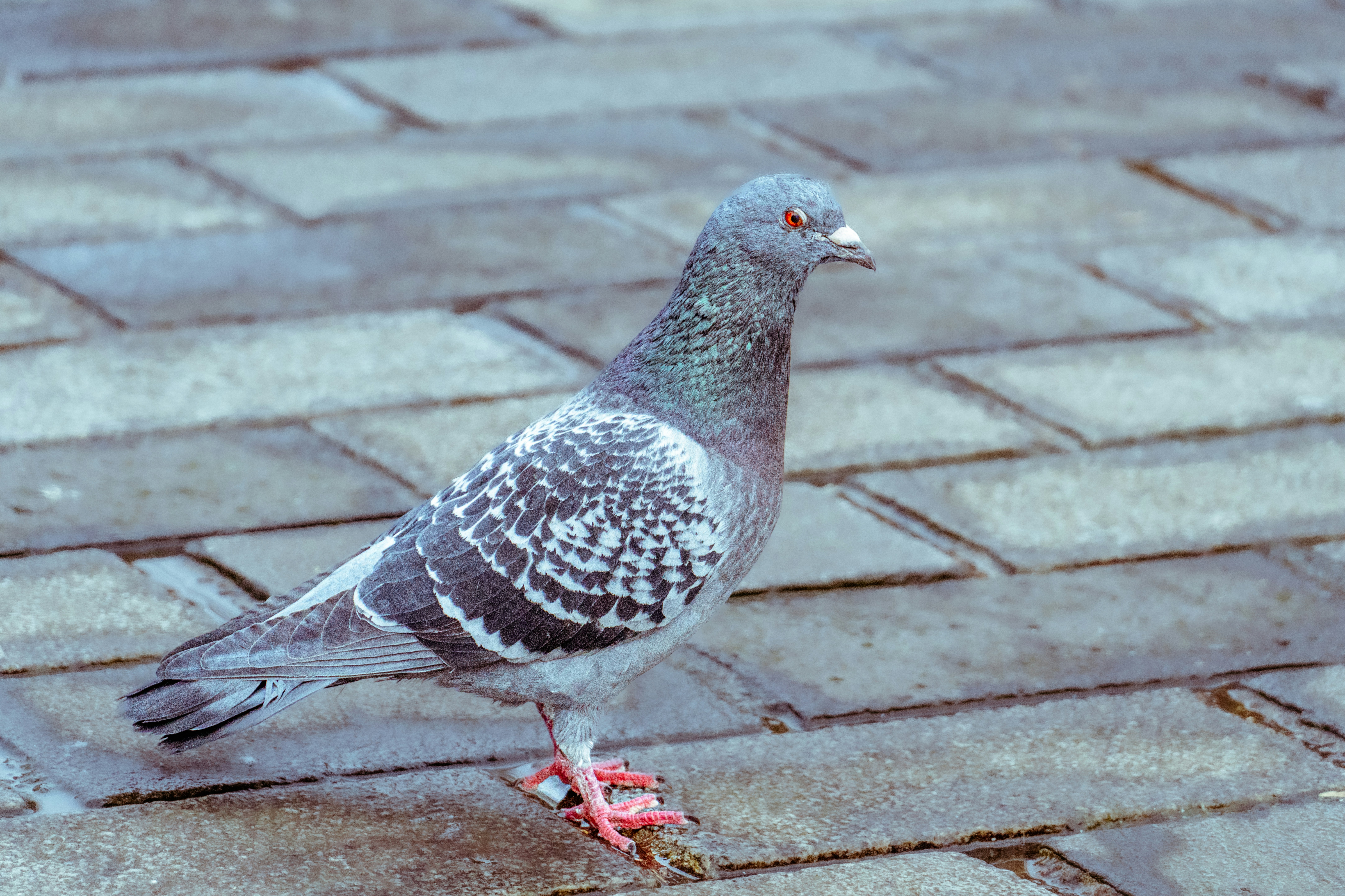 Photo by abushihabmarey