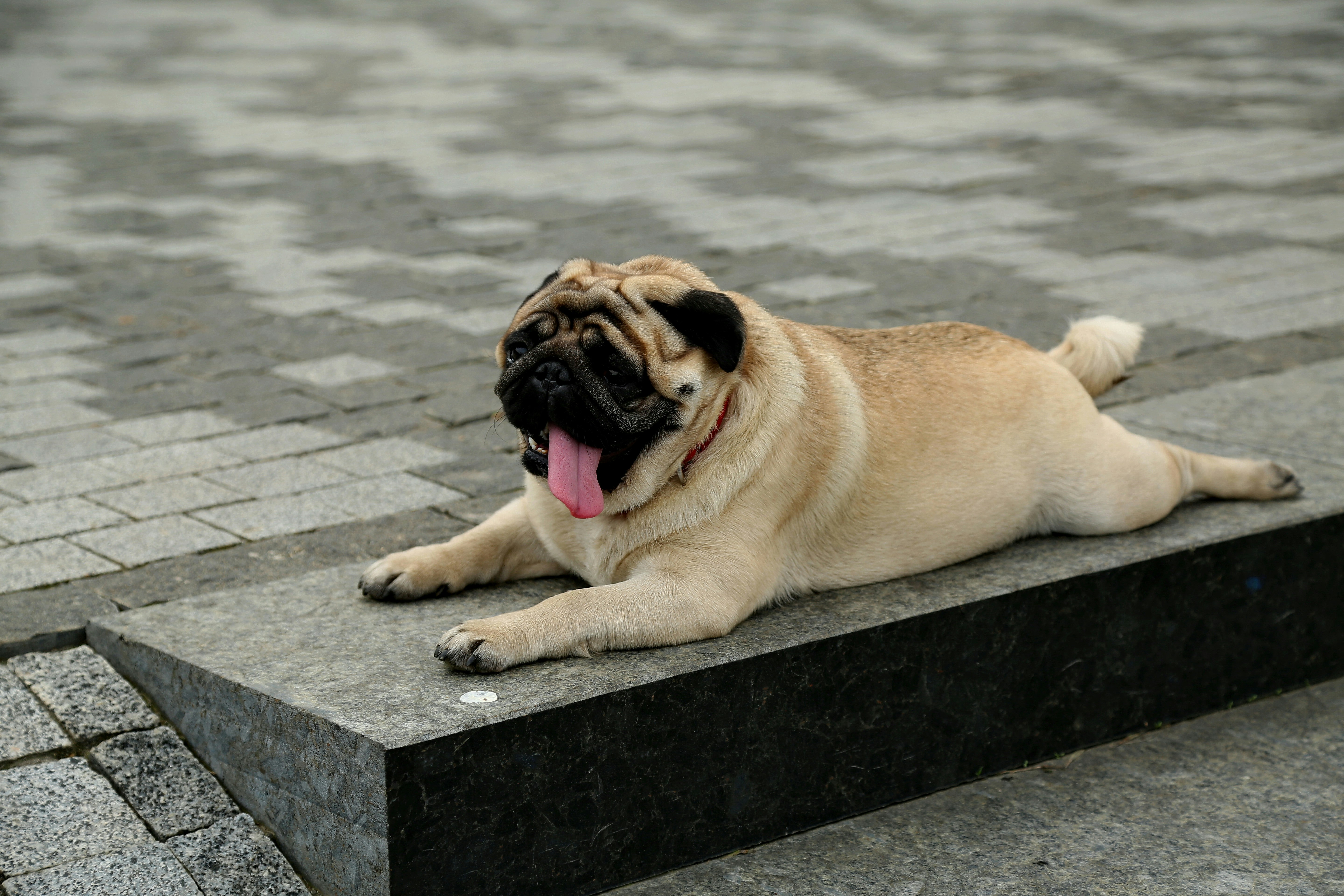 A pug laying on the ground with its tongue hanging out