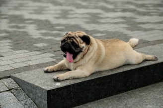 A pug laying on the ground with its tongue hanging out