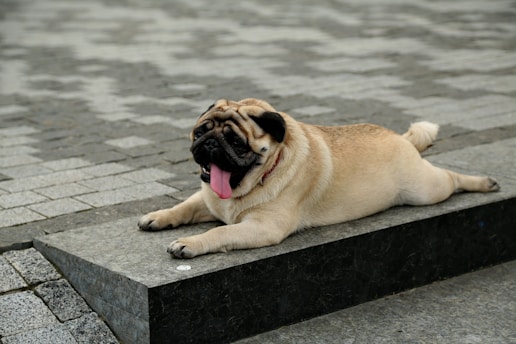 A pug laying on the ground with its tongue hanging out