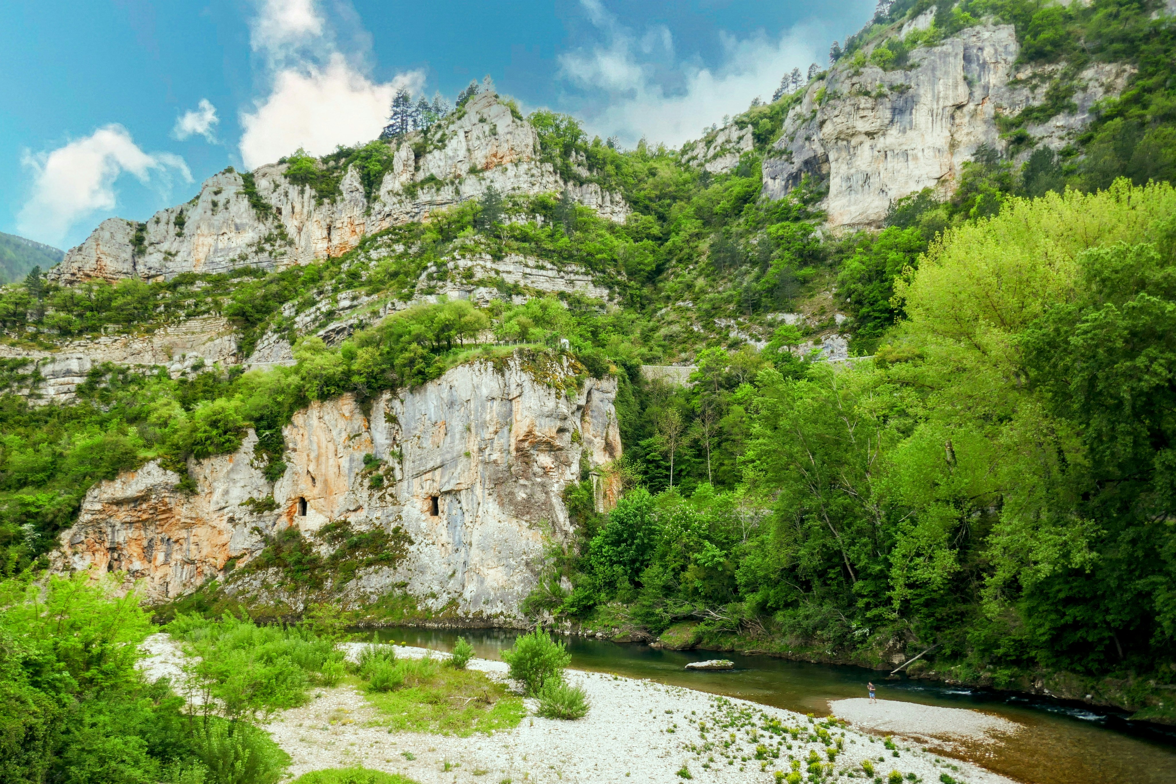 A river running through a lush green forest