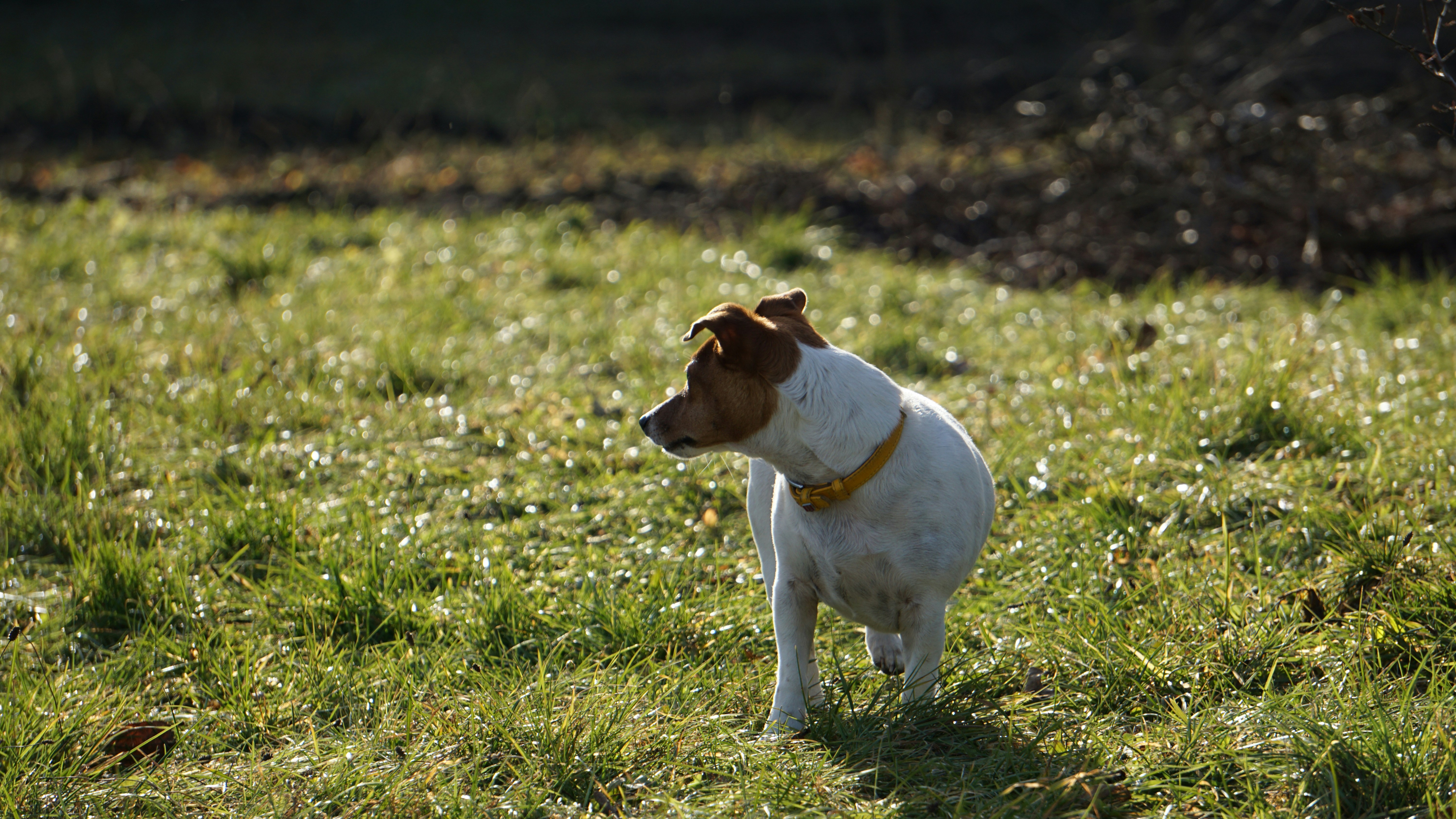 A small white and brown dog standing on top of a lush green field