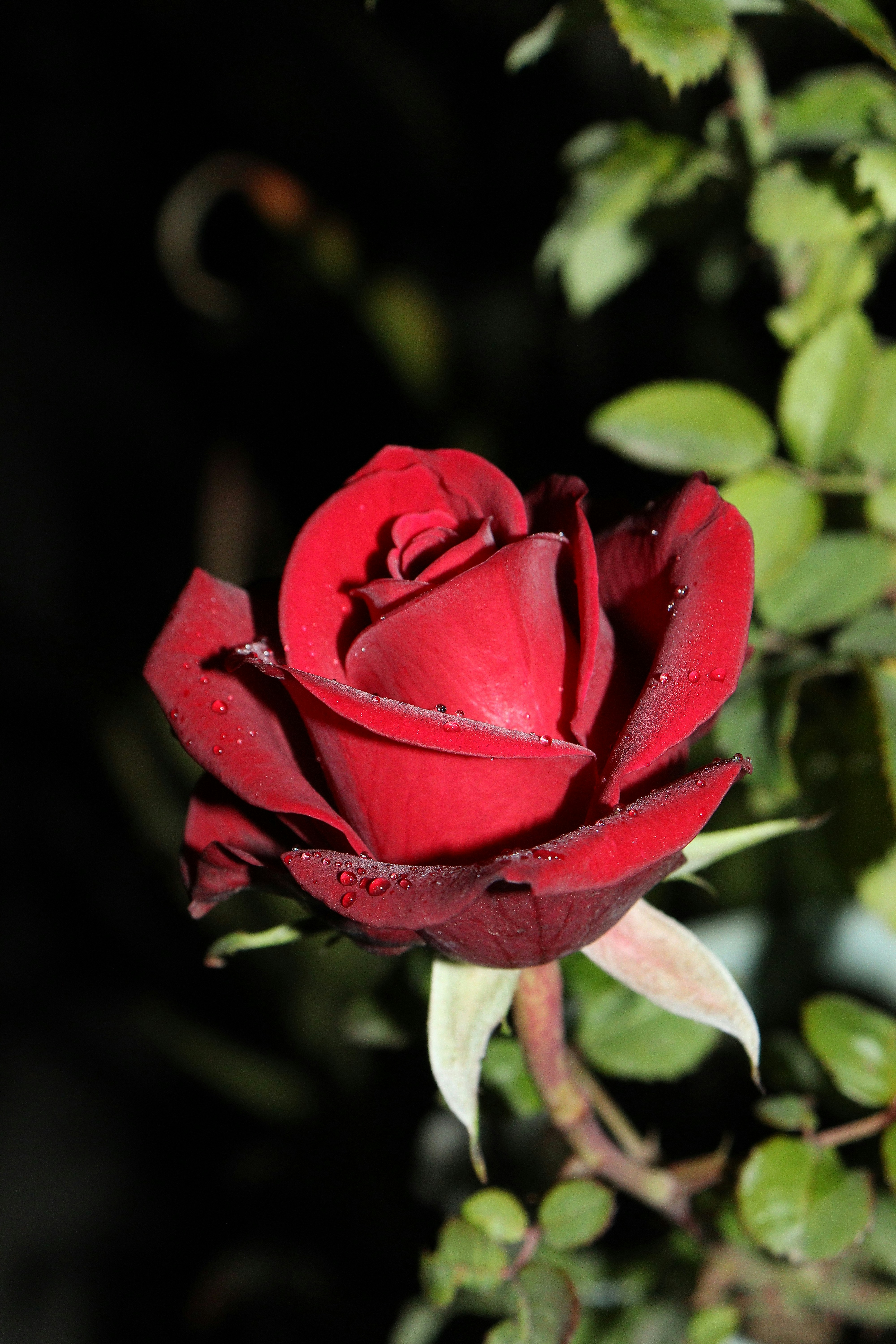 Photo by dpkvishwakarma04