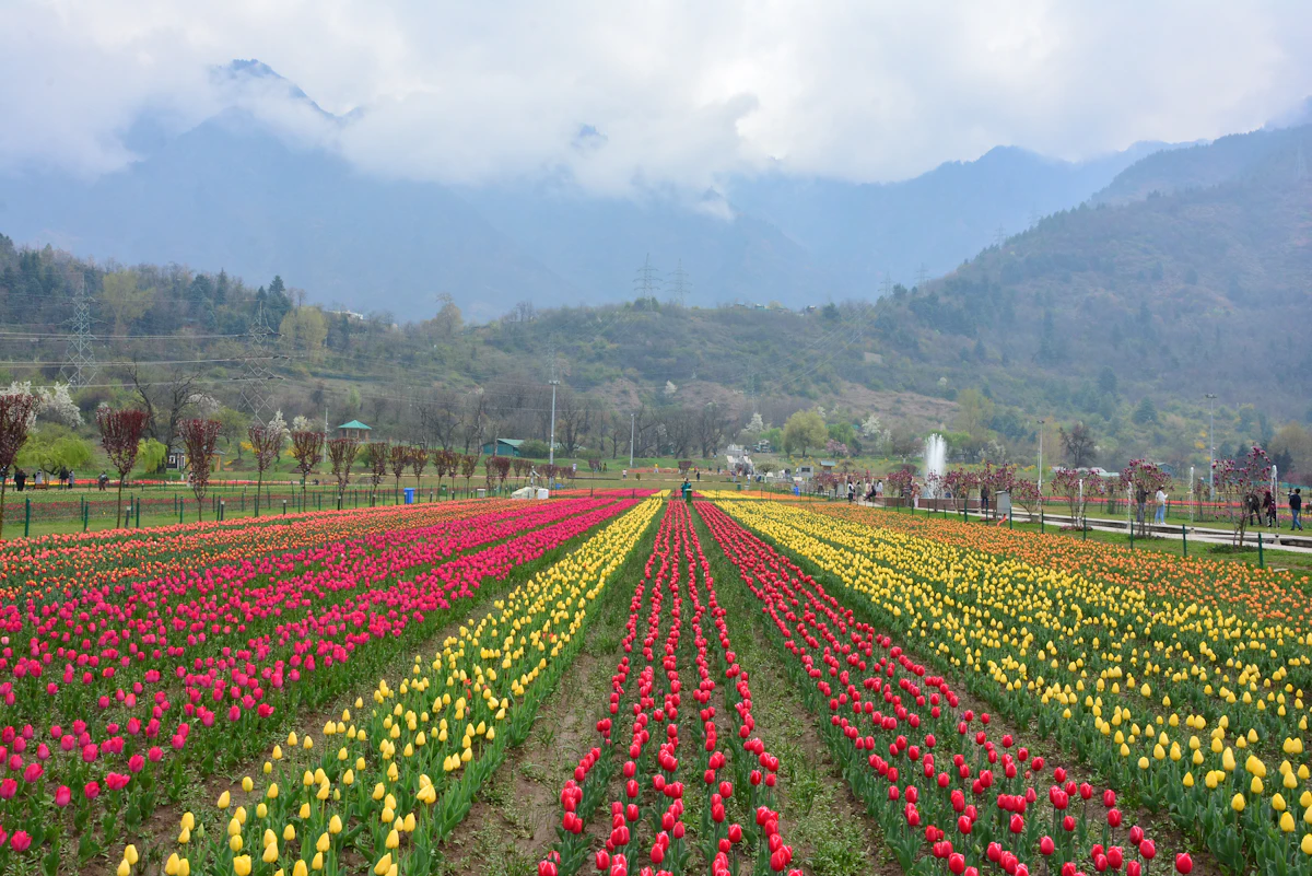 Tulip fields below the mountains, Srinagar