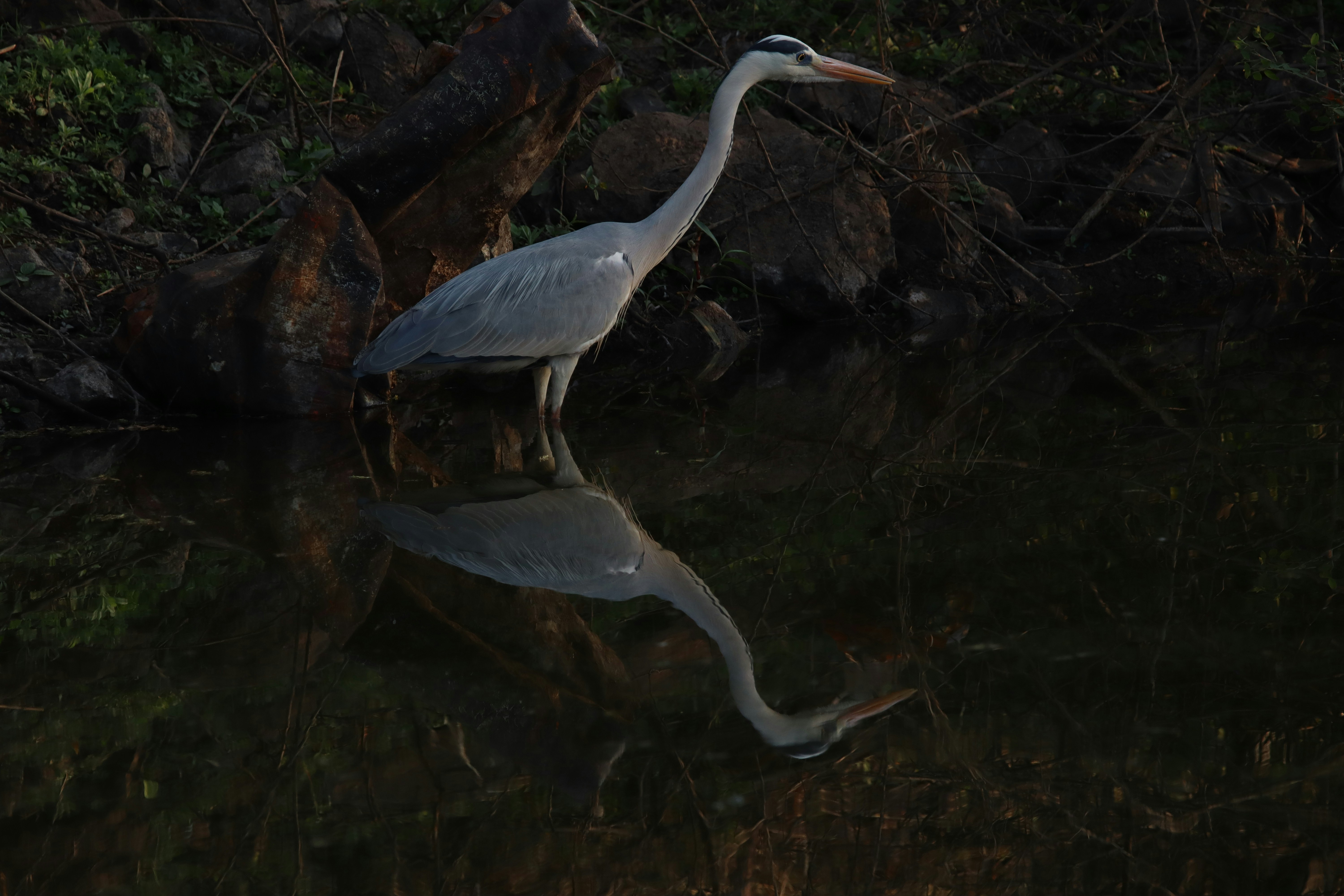 Photo by pushpak_art