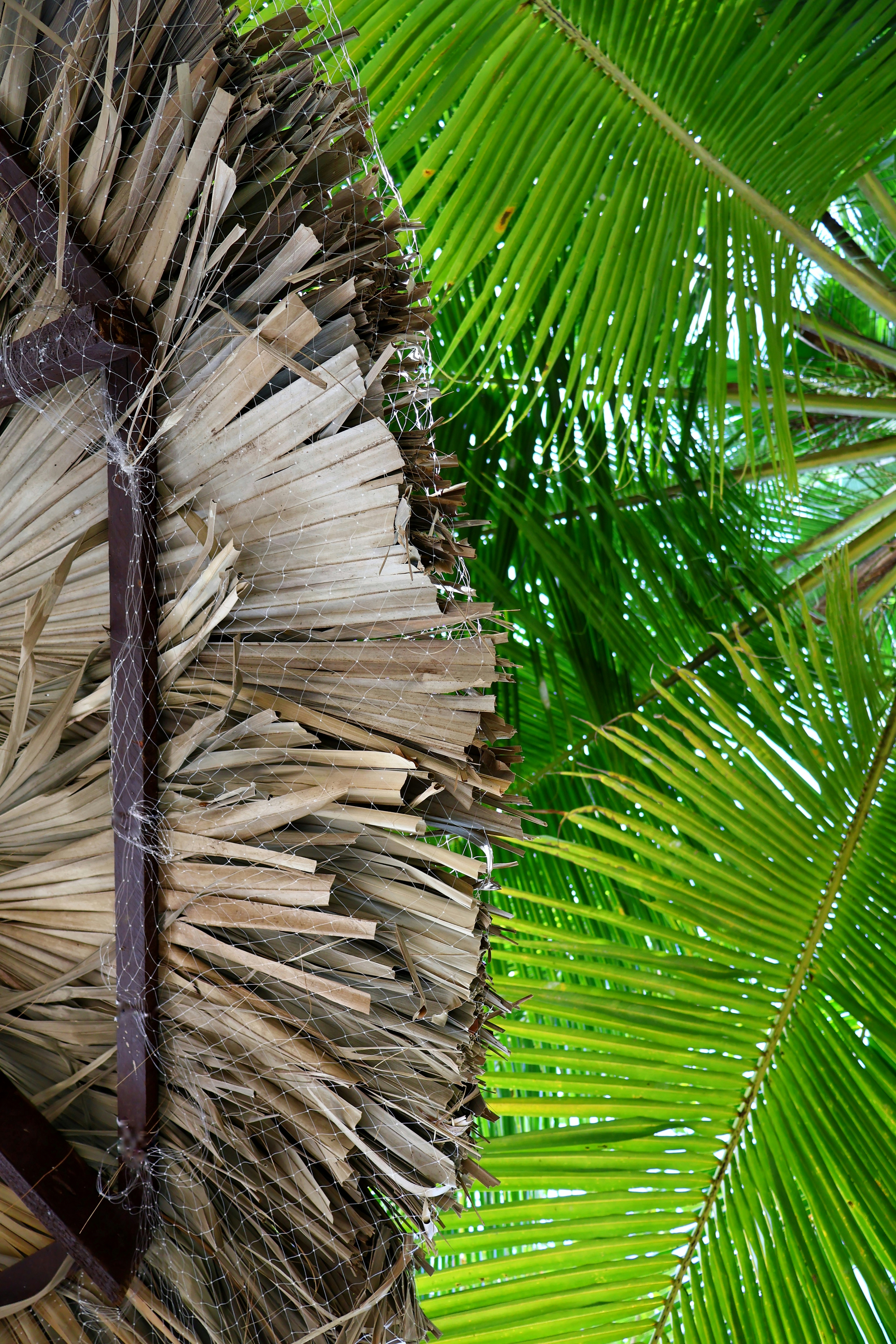 tropical decor Jamaica