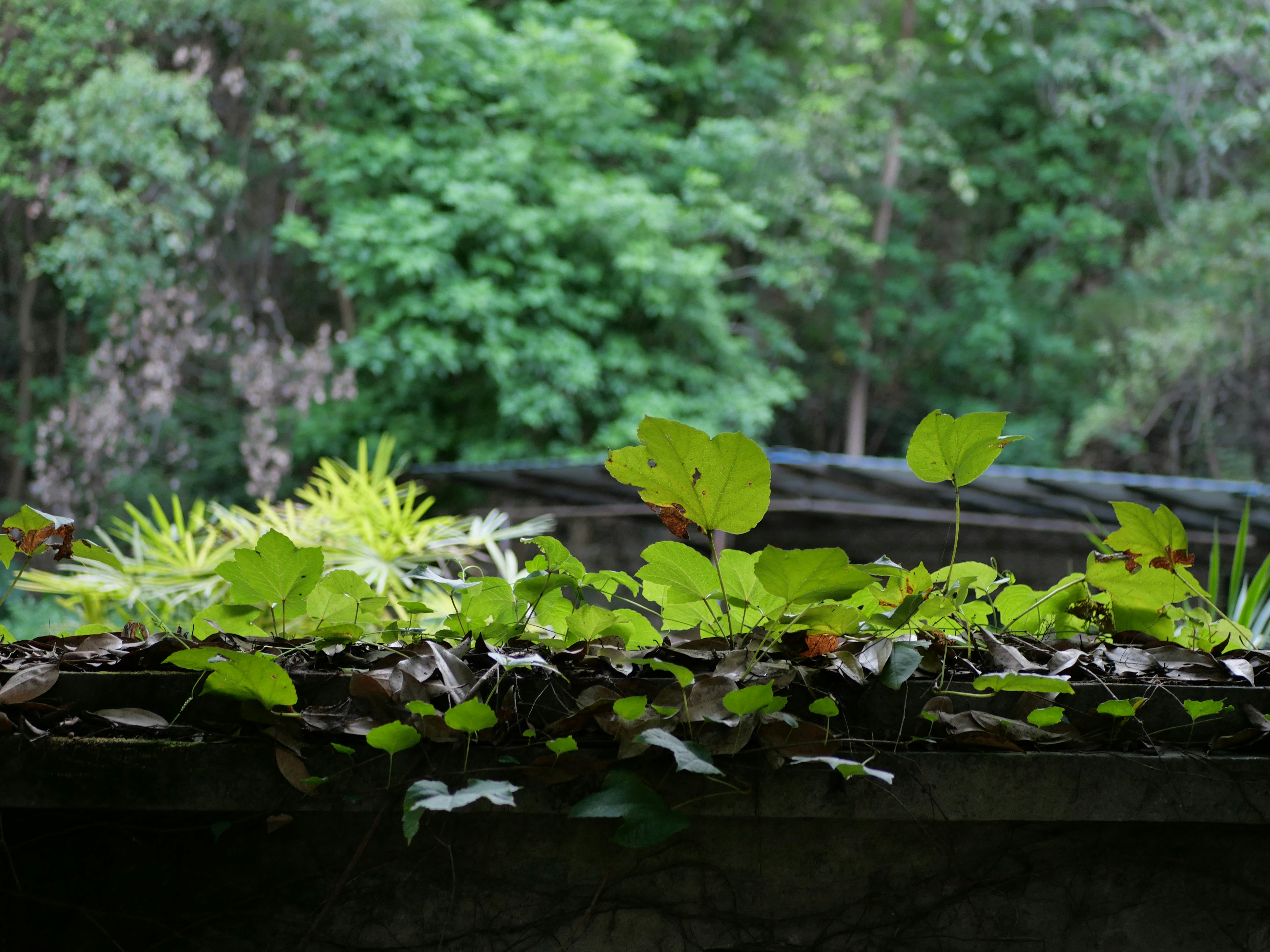 A planter filled with lots of green plants