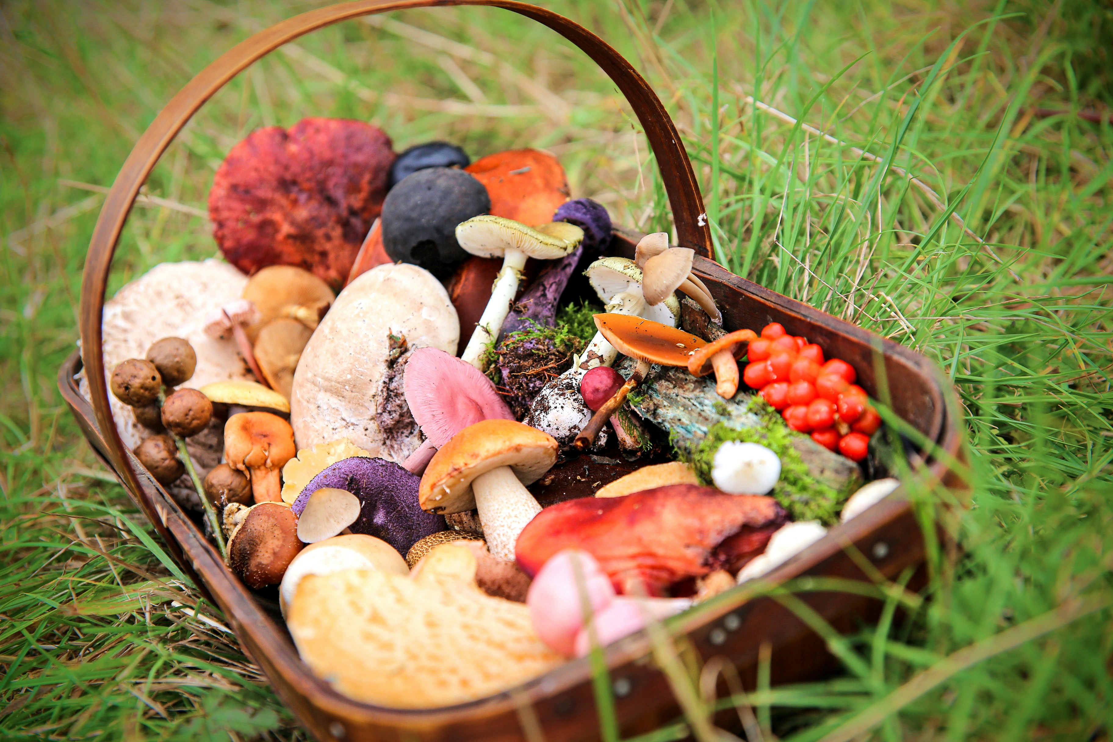 Basket full of mushrooms