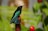 A small bird perched on top of a red flower