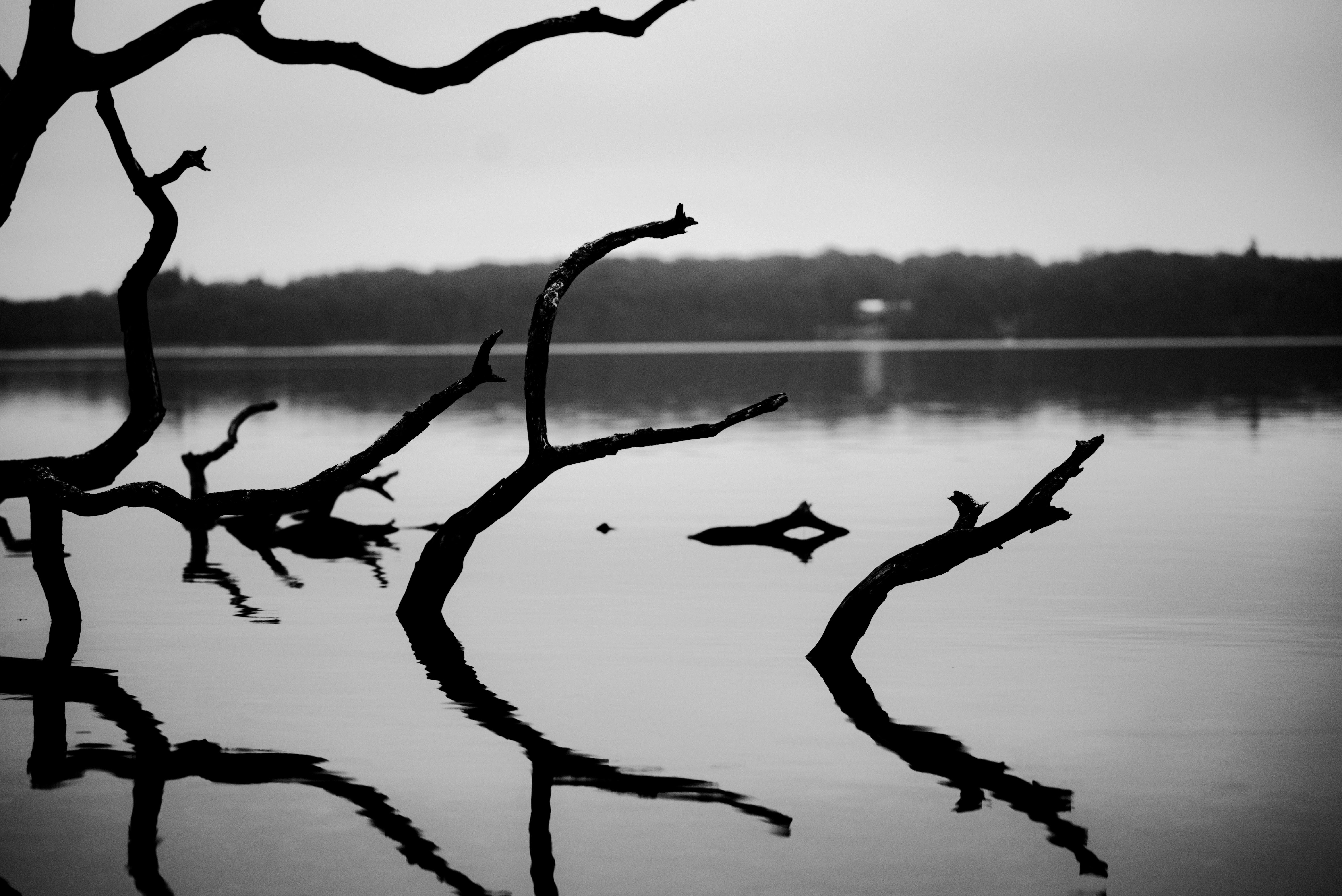 Una foto in bianco e nero di un ramo di un albero nell'acqua