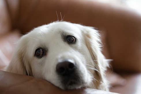 A close up of a dog laying on a couch