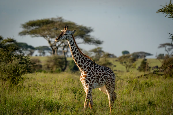 A giraffe standing on lush green savanna with acacia trees behind it.