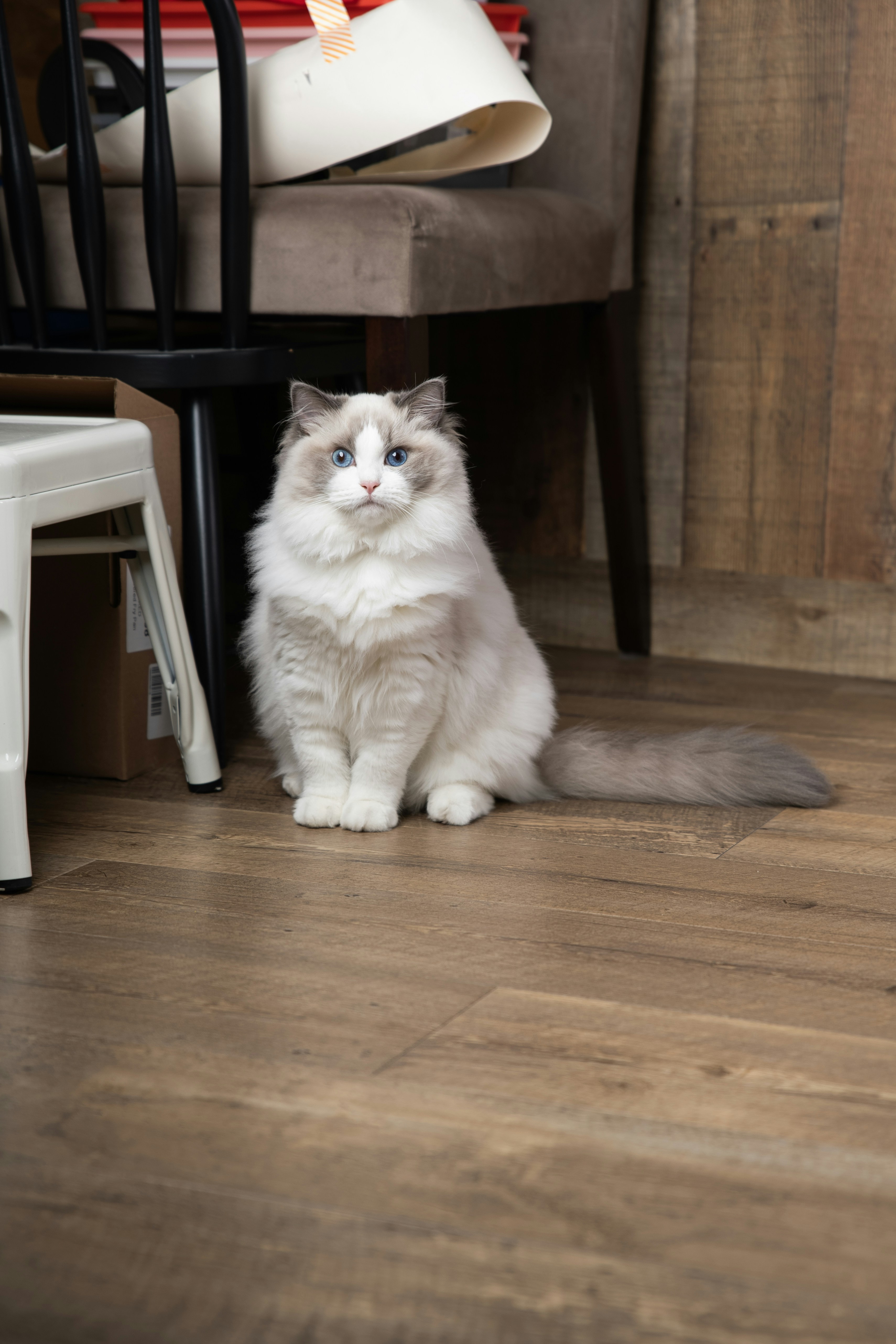 A cat sitting on the floor next to a chair