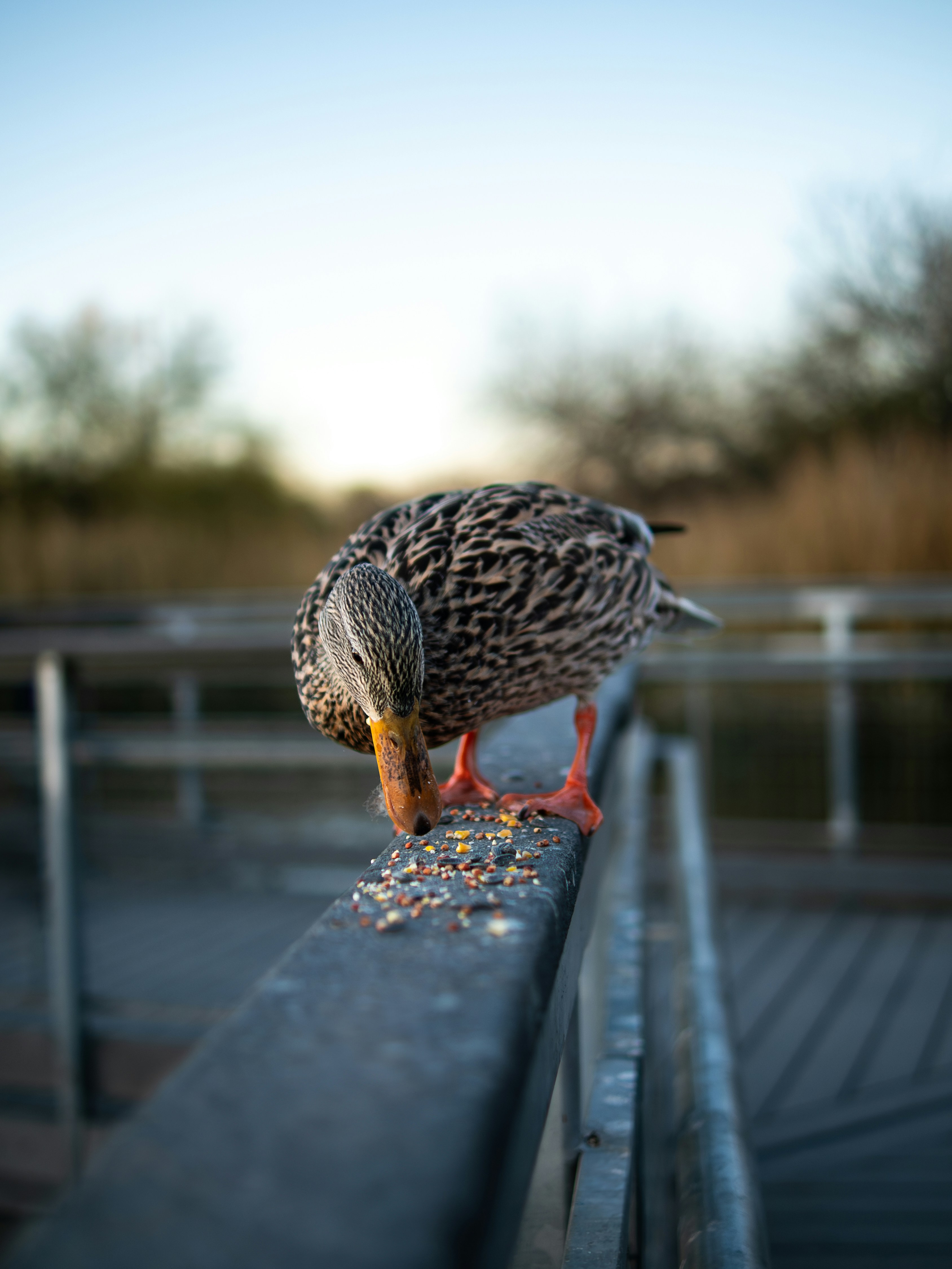 A bird standing on a rail eating food