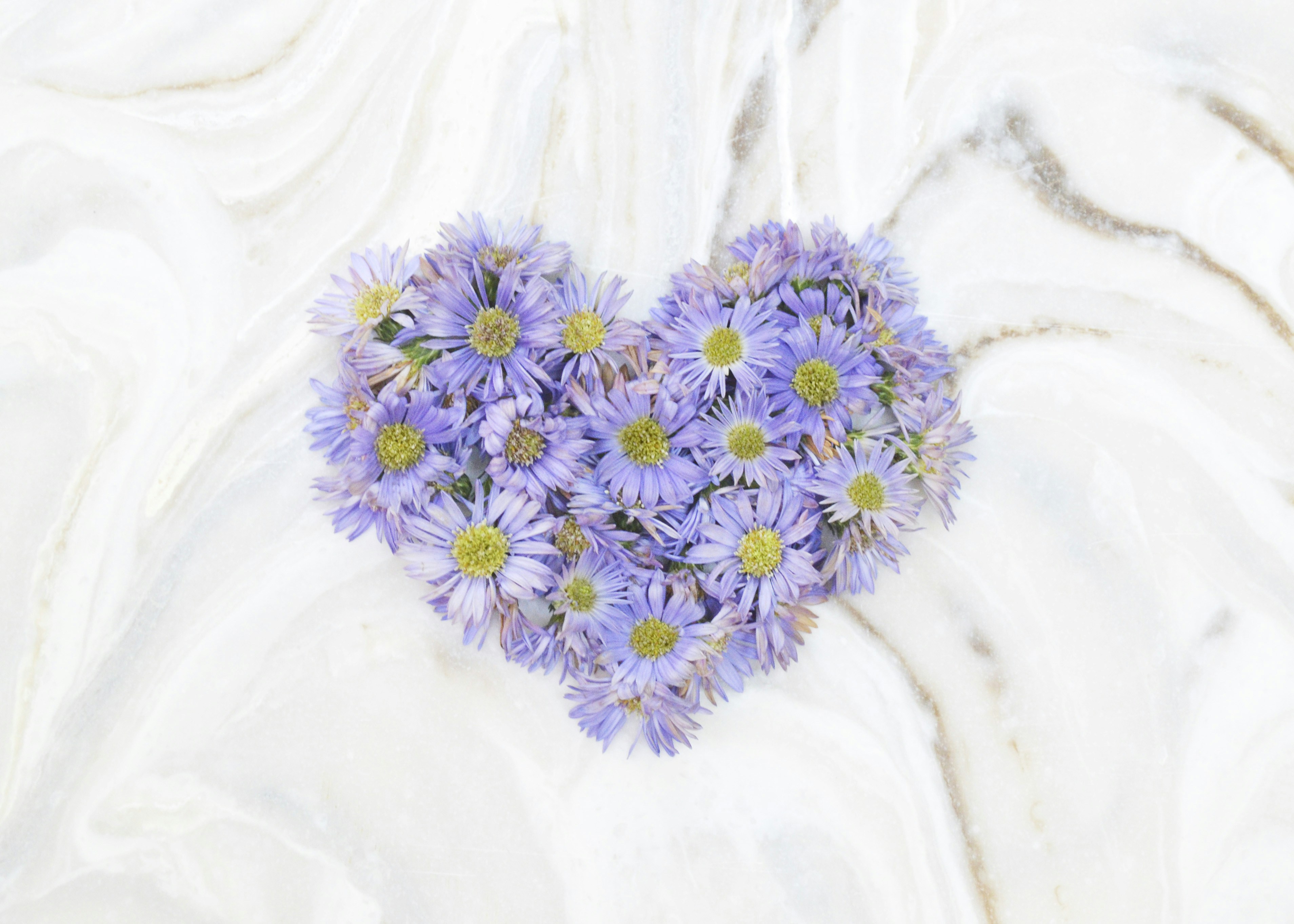 A heart shaped arrangement of daisies on a white background
