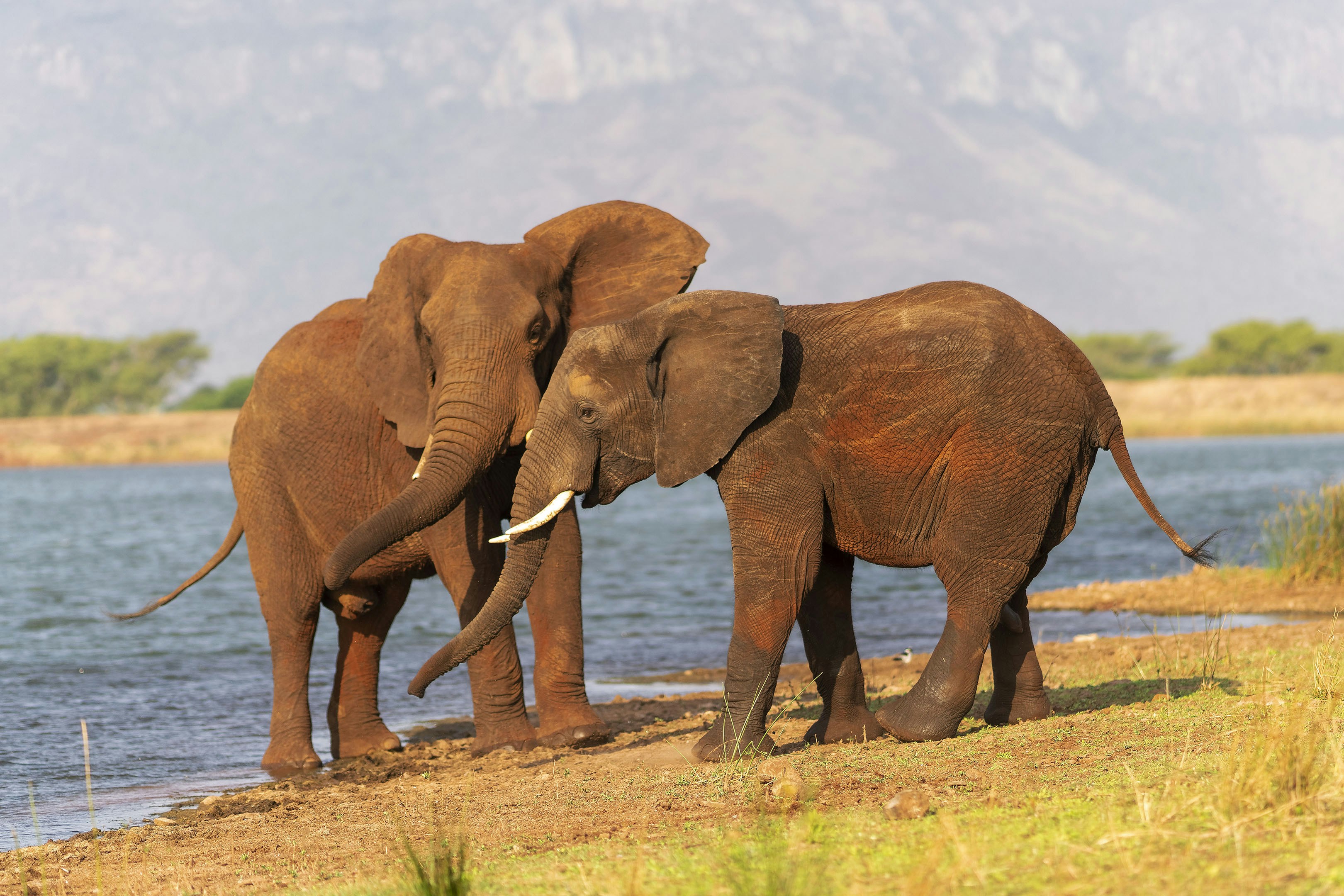 Two elephants standing next to a body of water