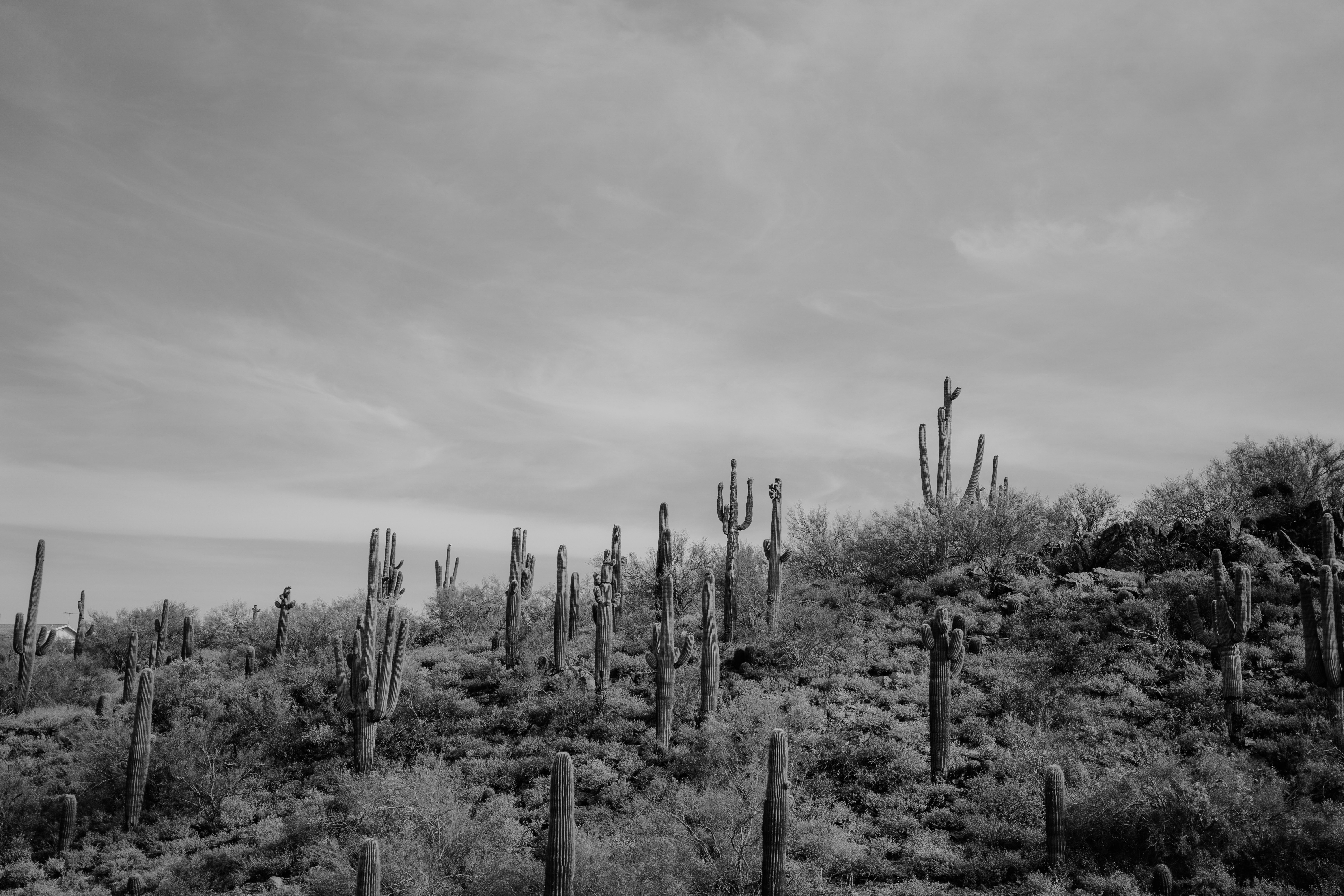 Photo by jsthibodeau