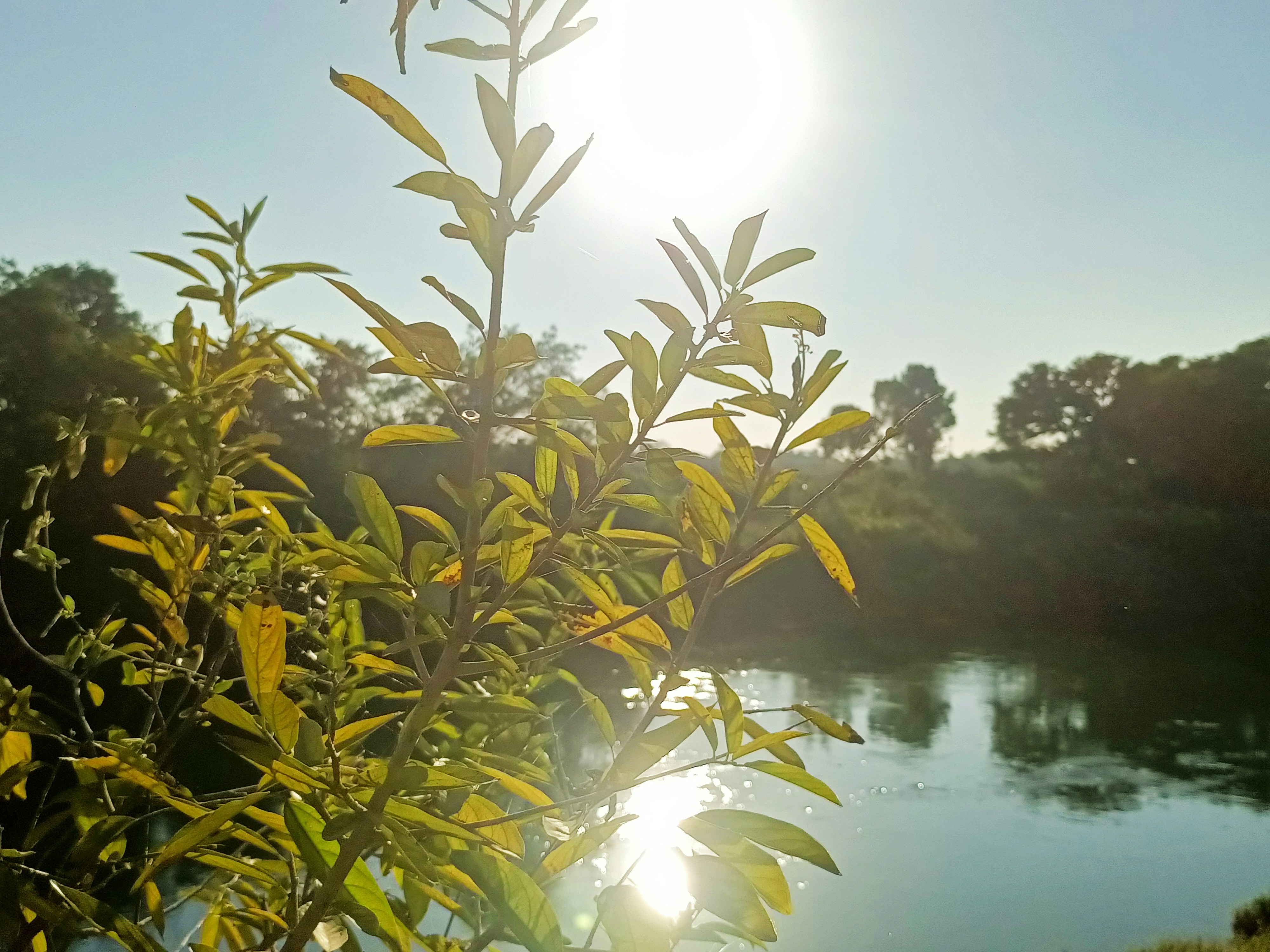 The sun is shining over the water and trees
